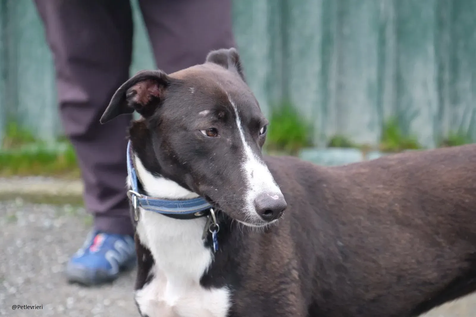 Elvis lurcher adozioni pet levrieri 18