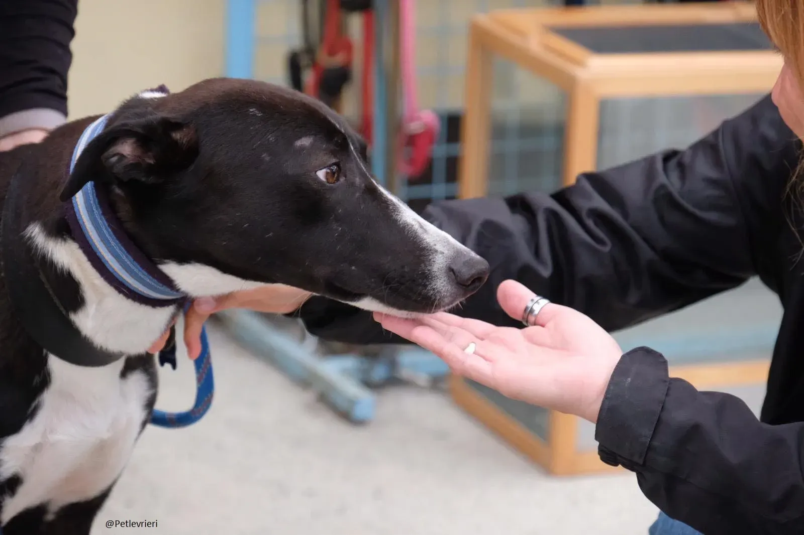 Elvis lurcher adozioni pet levrieri 2