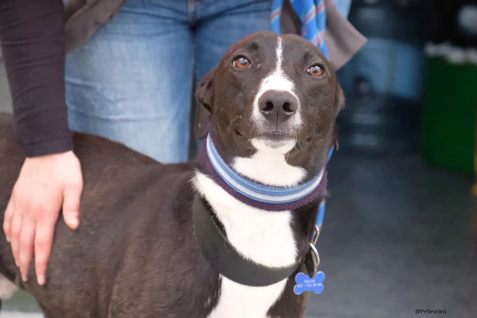 Elvis lurcher adozioni pet levrieri 3