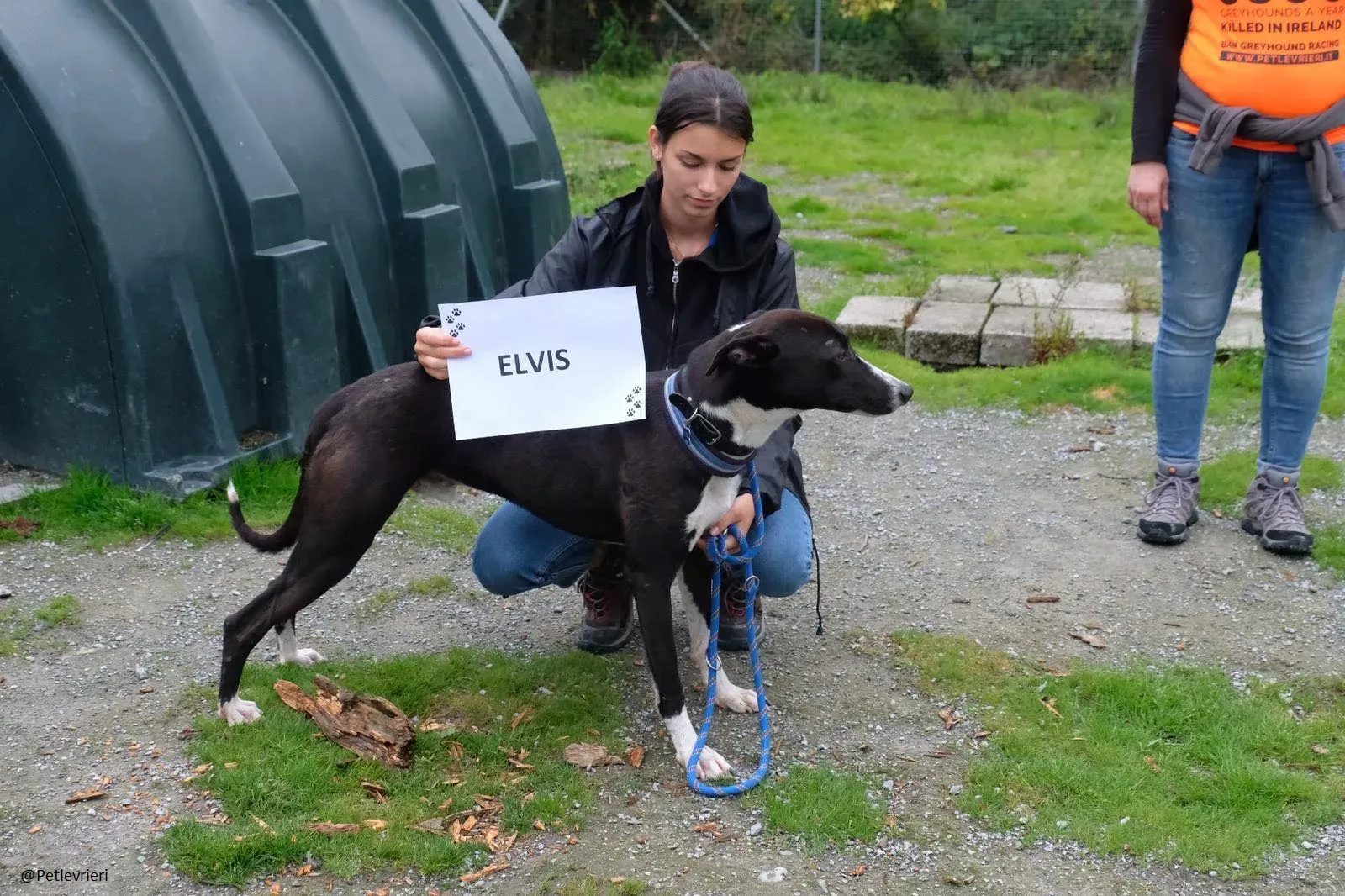 Elvis lurcher adozioni pet levrieri 4