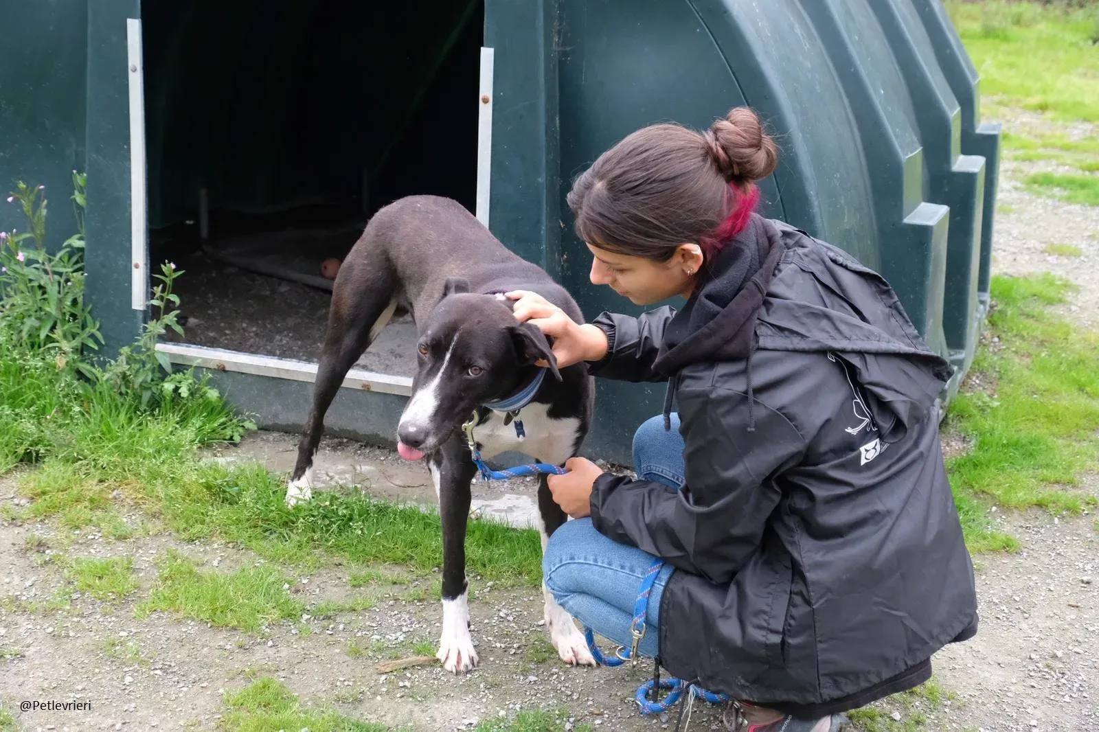 Elvis lurcher adozioni pet levrieri 5