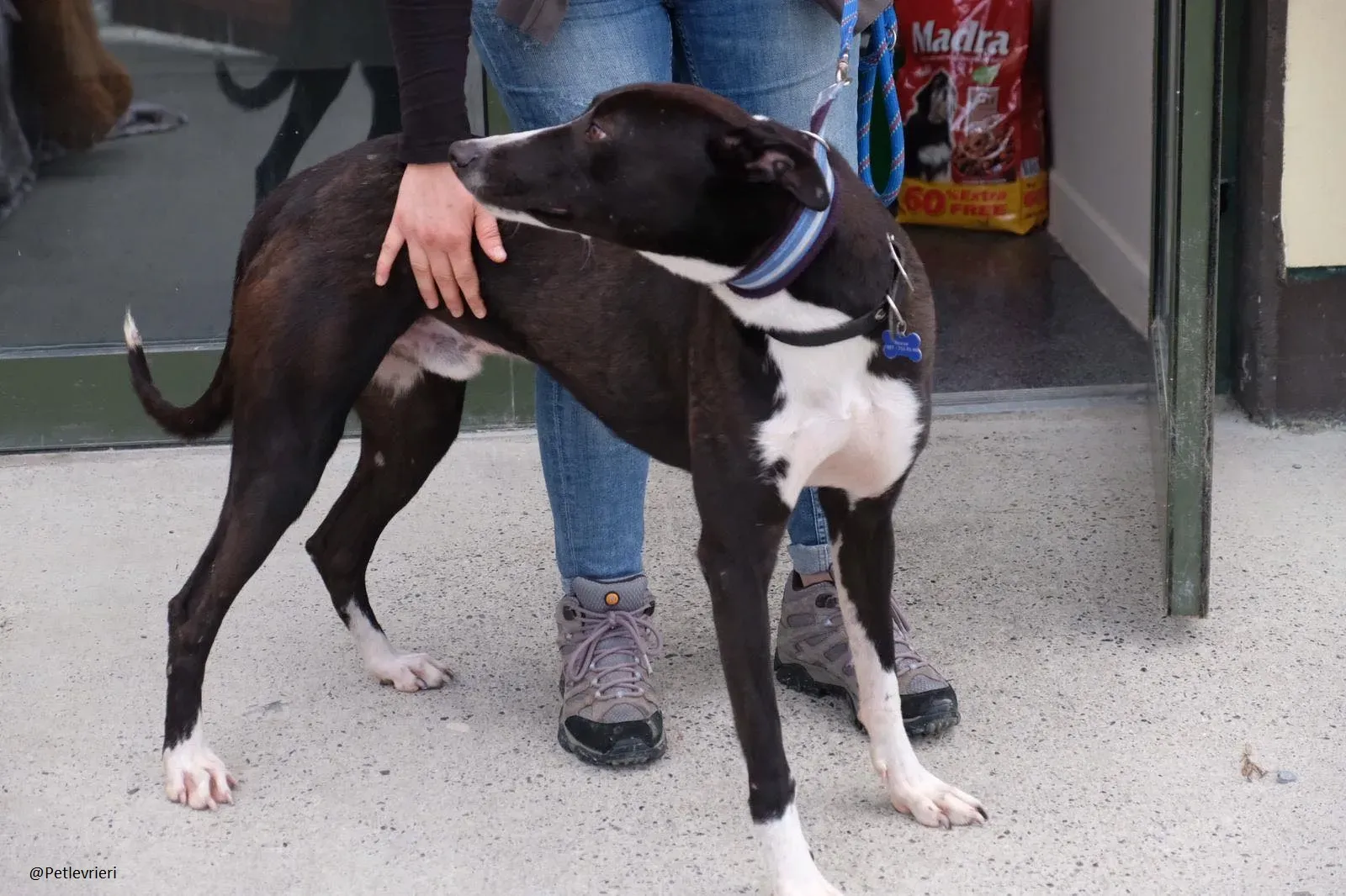 Elvis lurcher adozioni pet levrieri 6