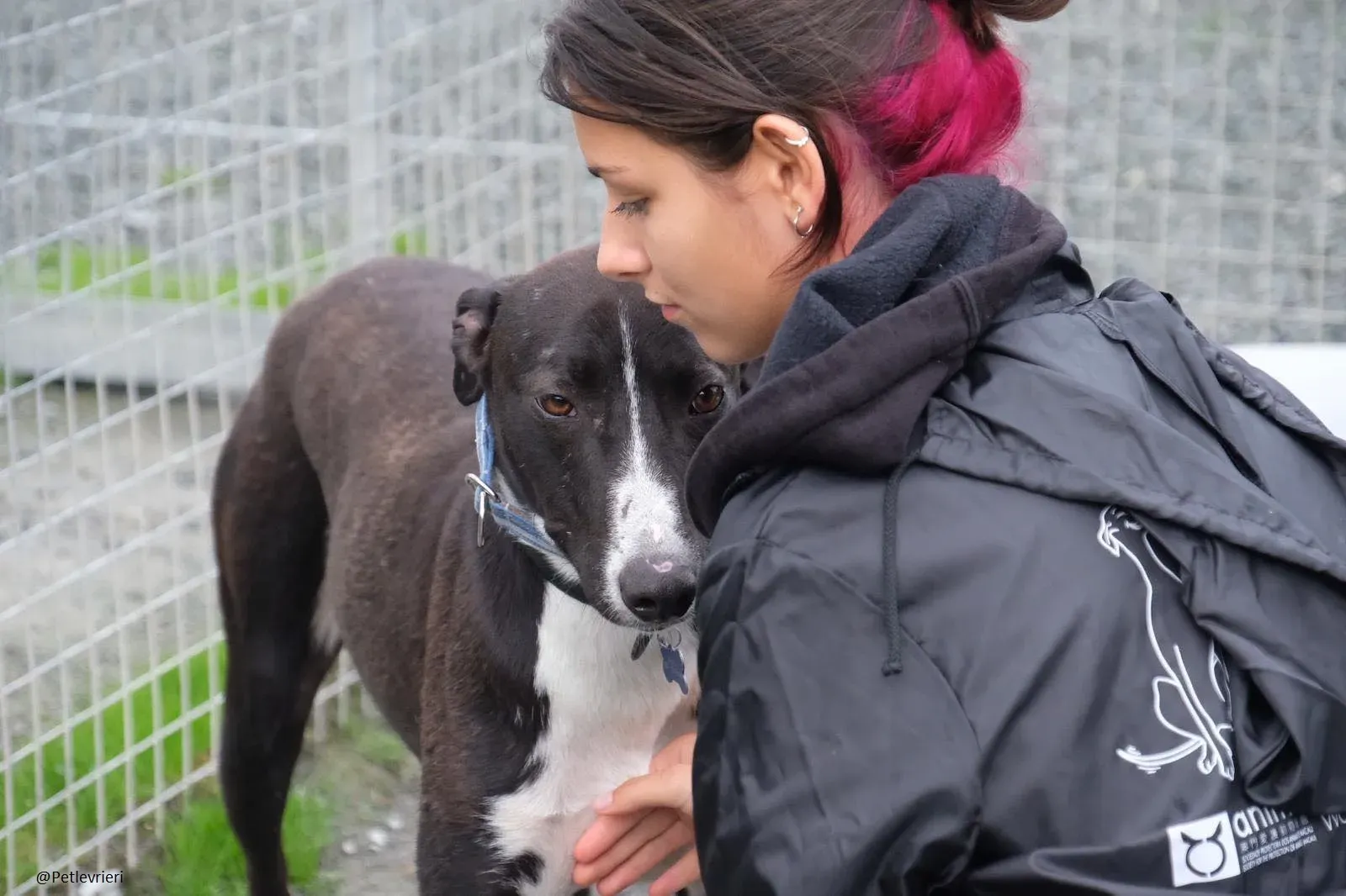 Elvis lurcher adozioni pet levrieri 7