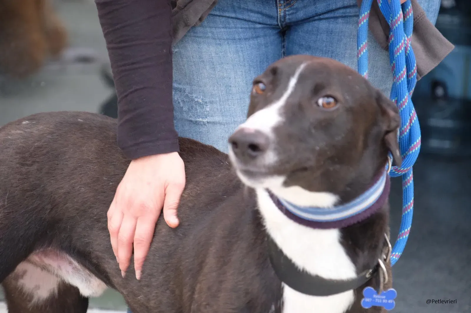 Elvis lurcher adozioni pet levrieri 8