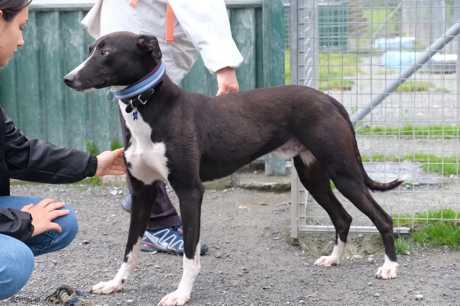 Elvis lurcher adozioni pet levrieri 9