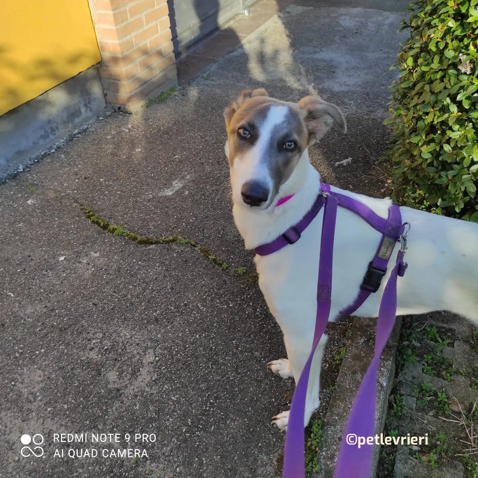 Emily adozione greyhound petlevrieri 01