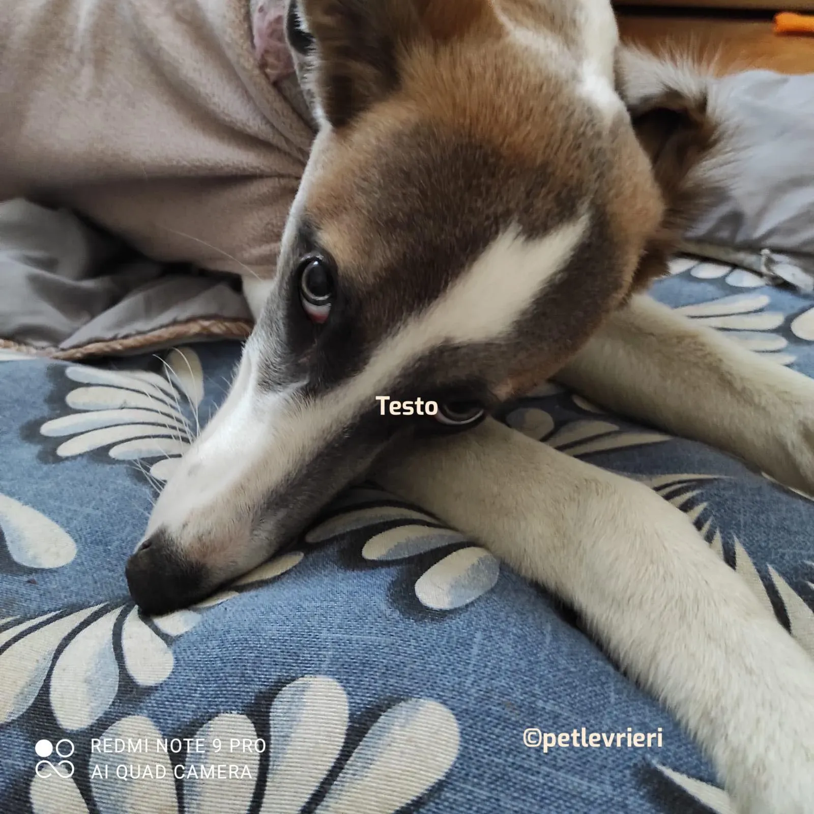 Emily adozione greyhound petlevrieri 02