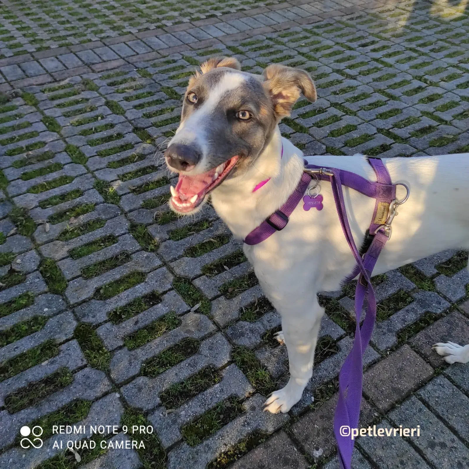 Emily adozione greyhound petlevrieri 03