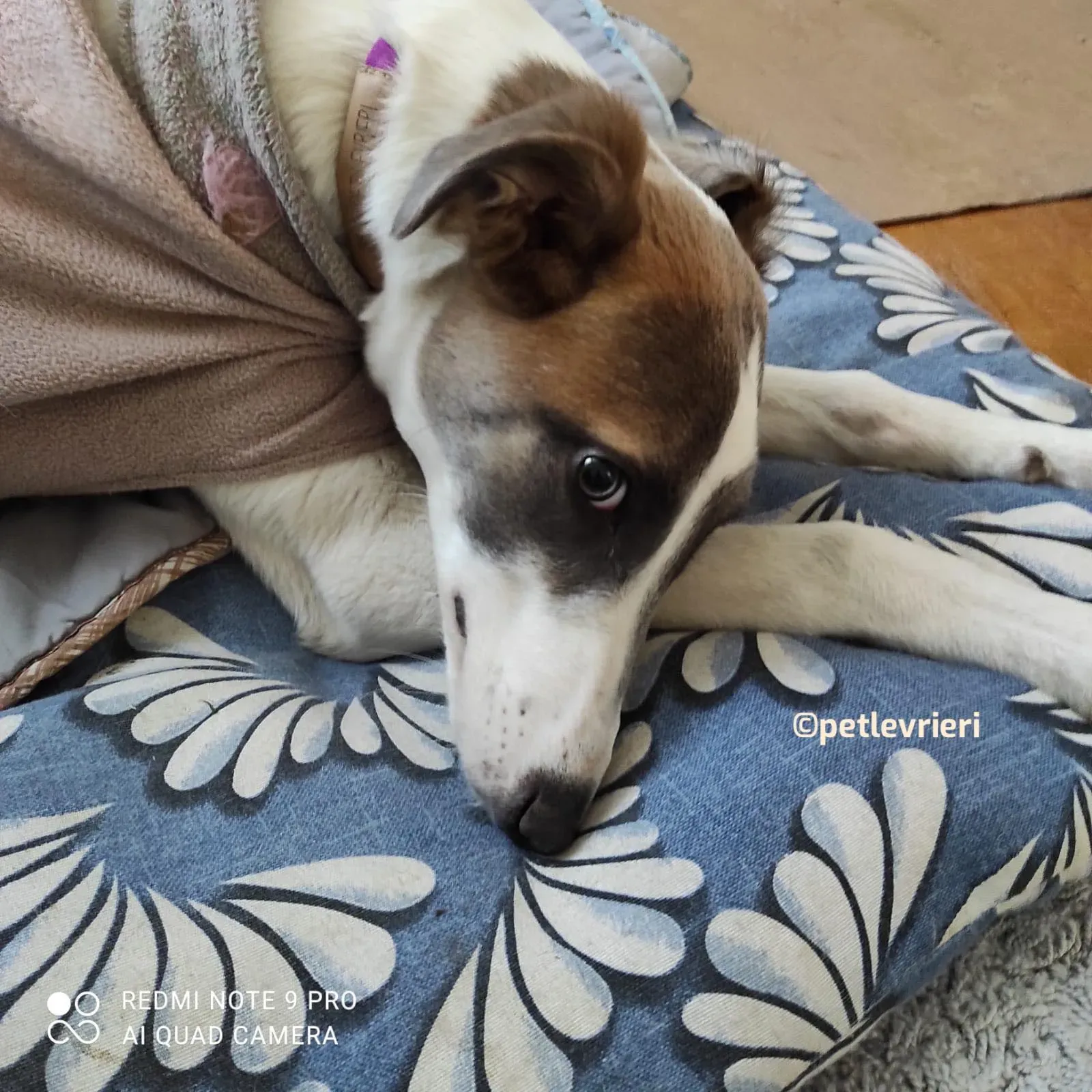 Emily adozione greyhound petlevrieri 04