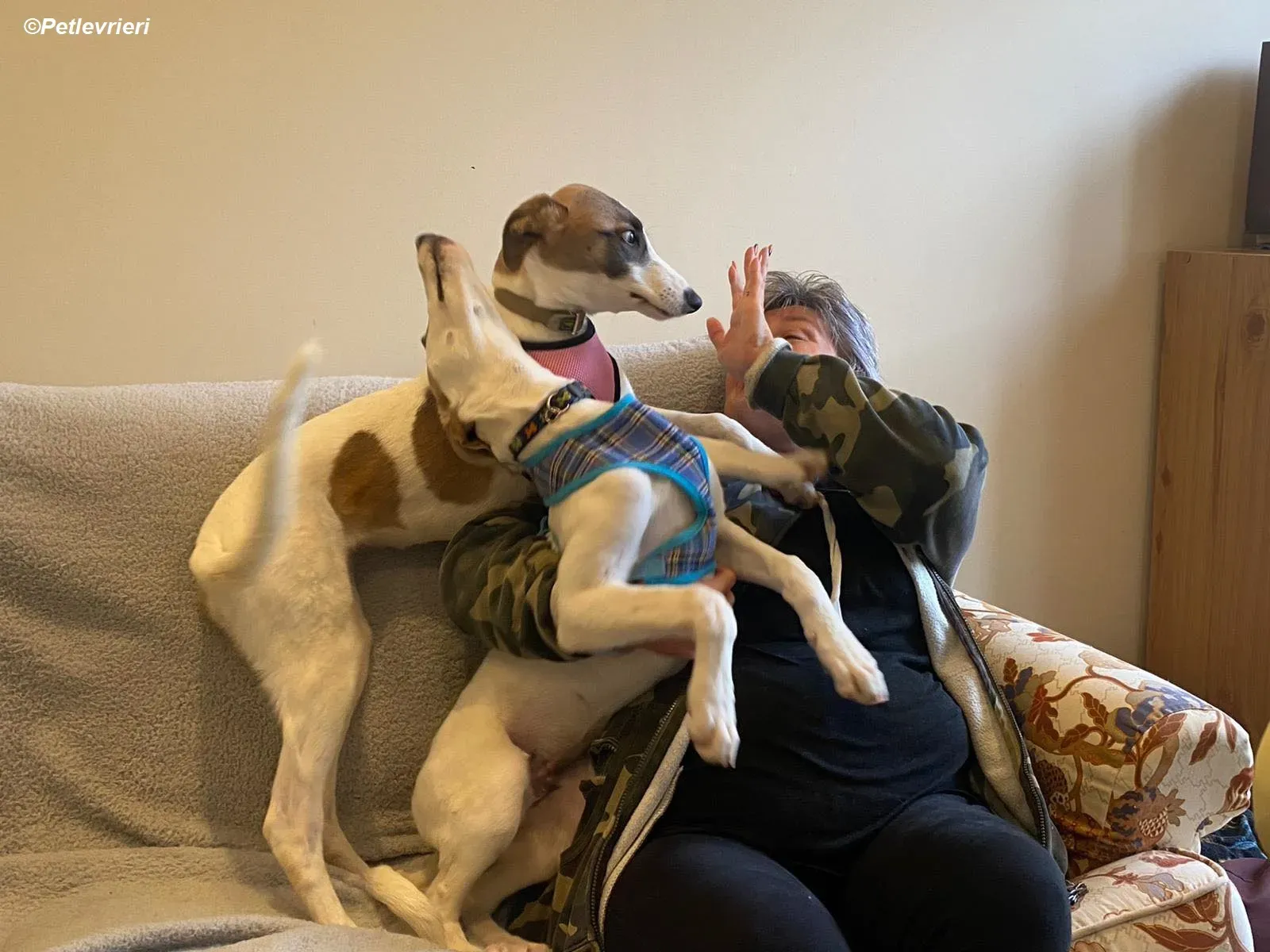 Emily adozione levrieri greyhound 1