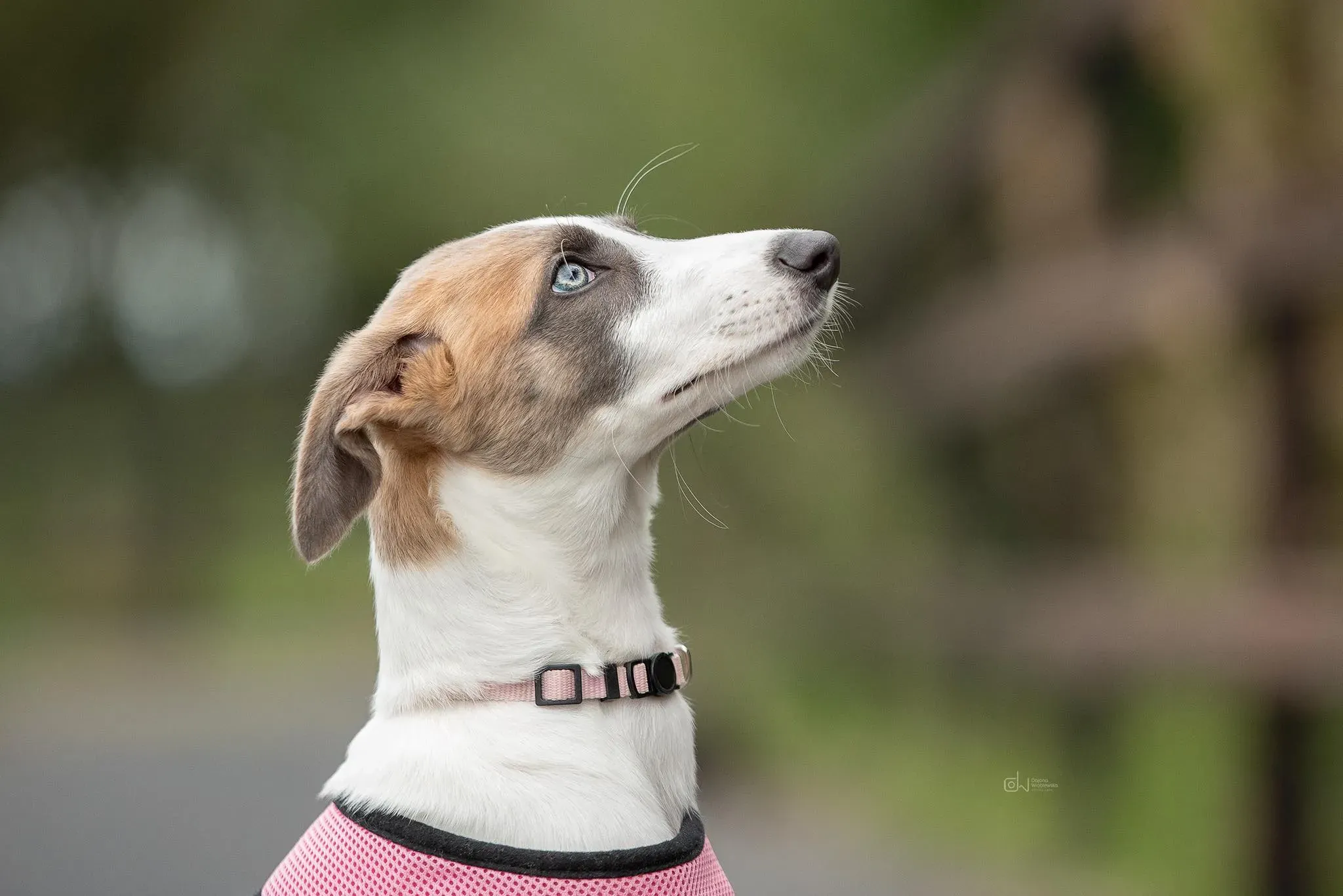 Emily adozione levrieri greyhound 10