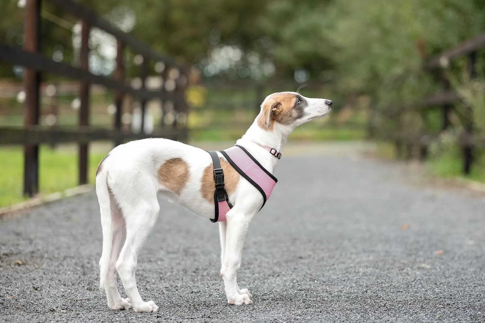 Emily adozione levrieri greyhound 11