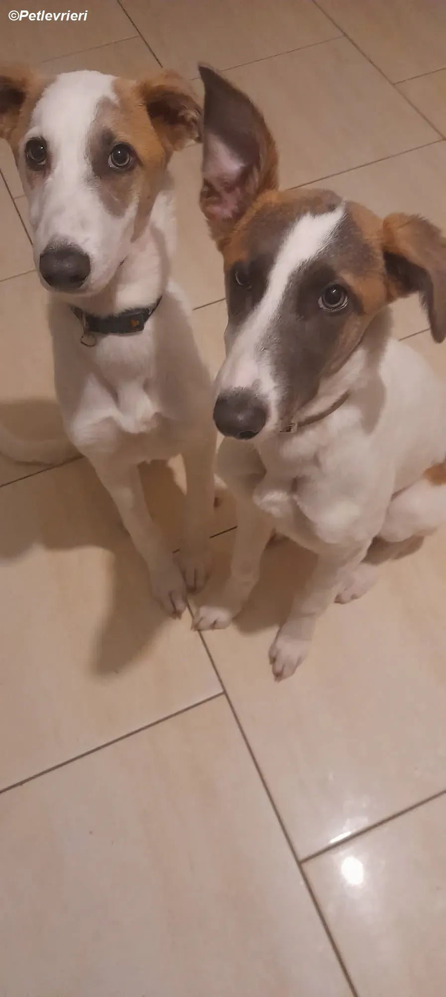 Emily adozione levrieri greyhound 12