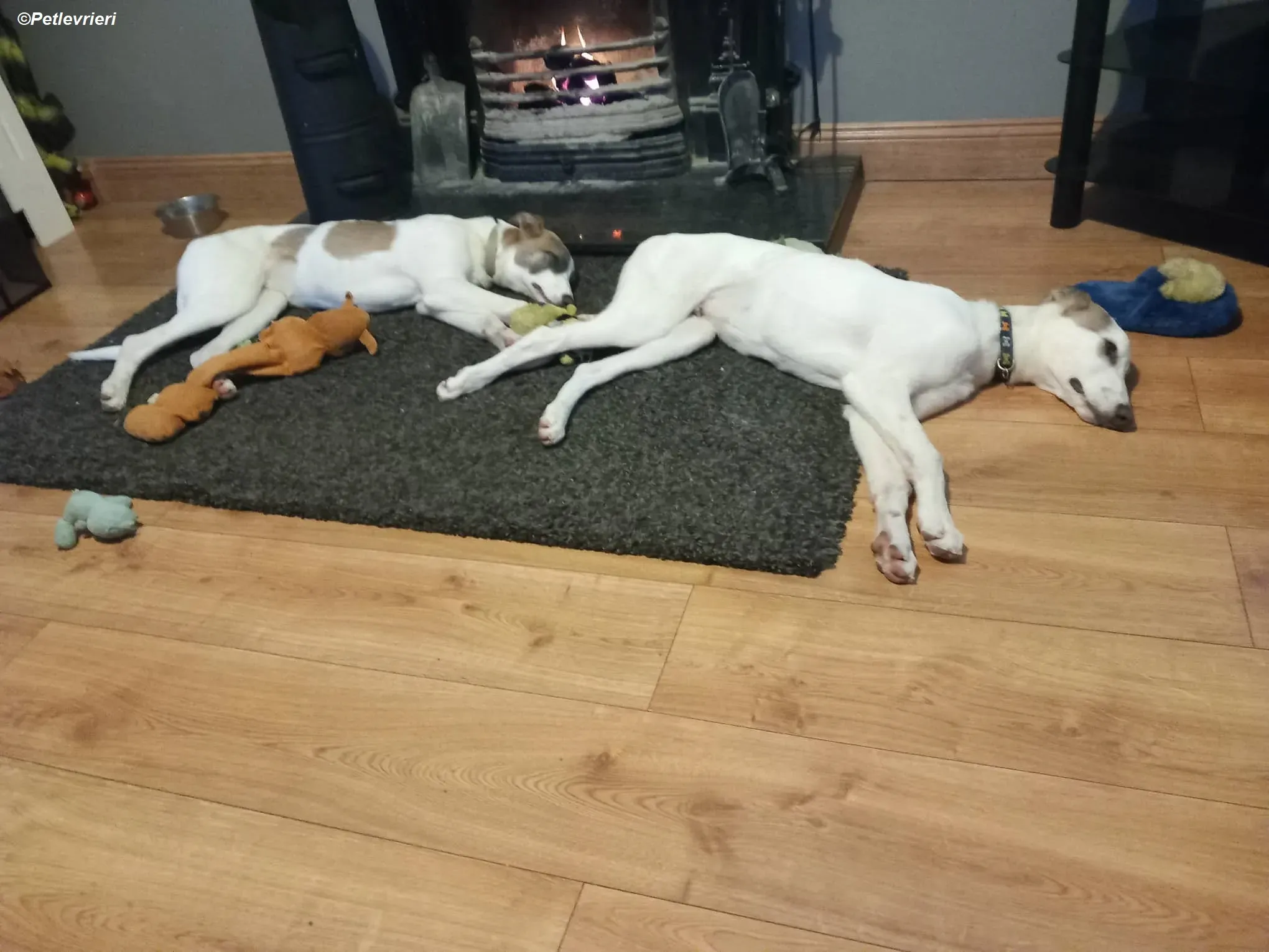 Emily adozione levrieri greyhound 13