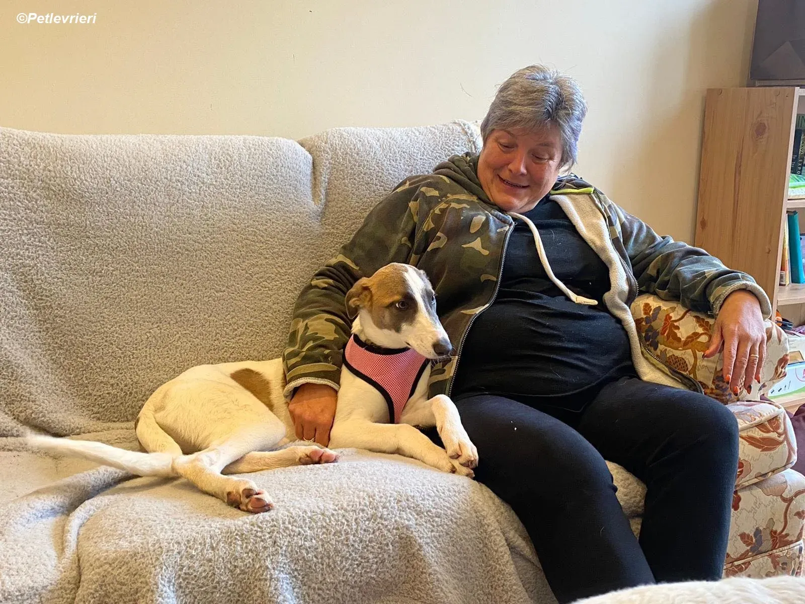 Emily adozione levrieri greyhound 2