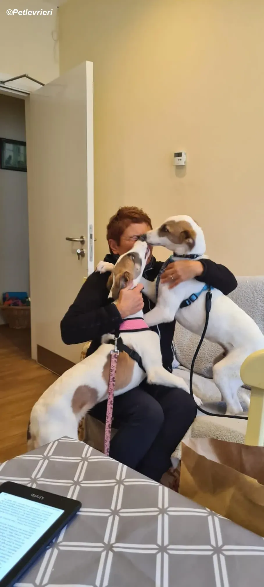 Emily adozione levrieri greyhound 3