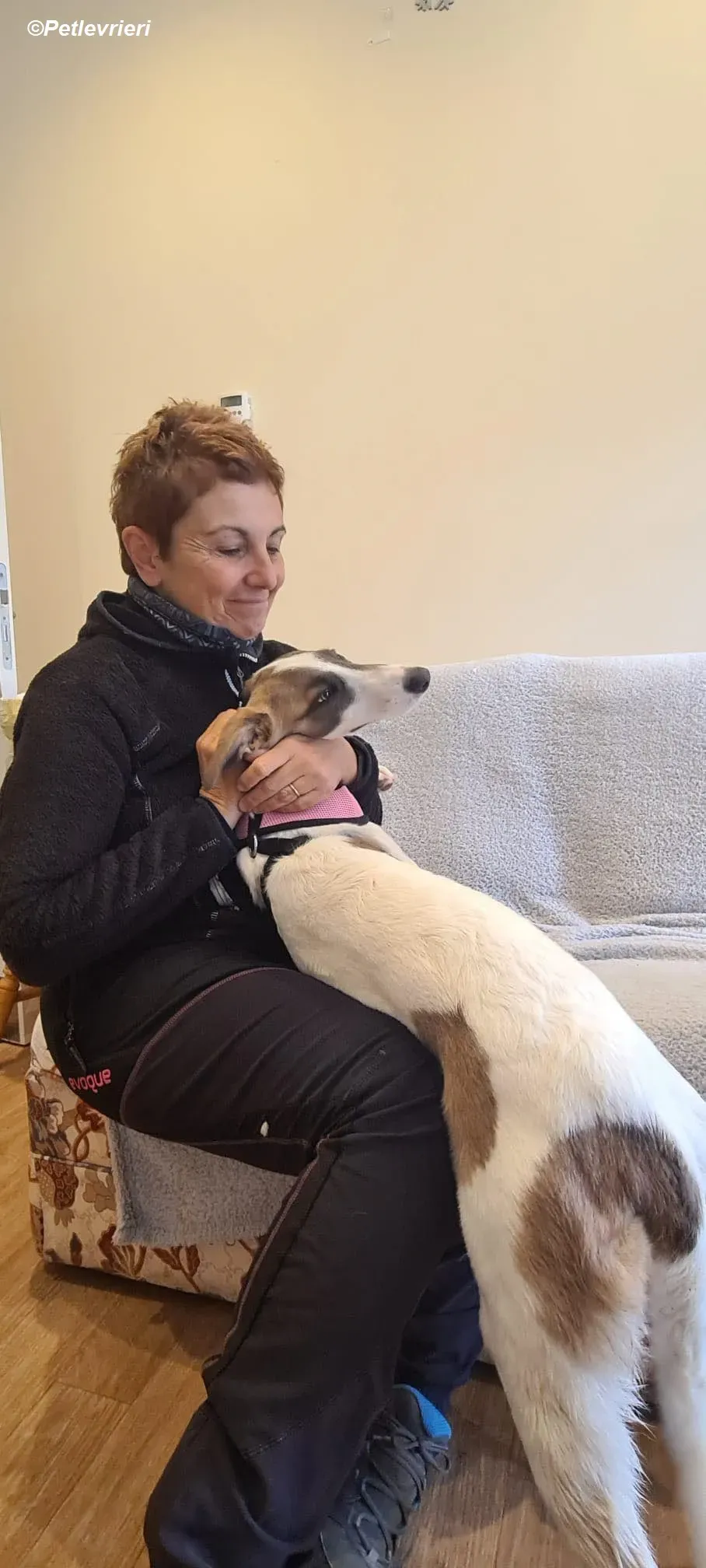 Emily adozione levrieri greyhound 4