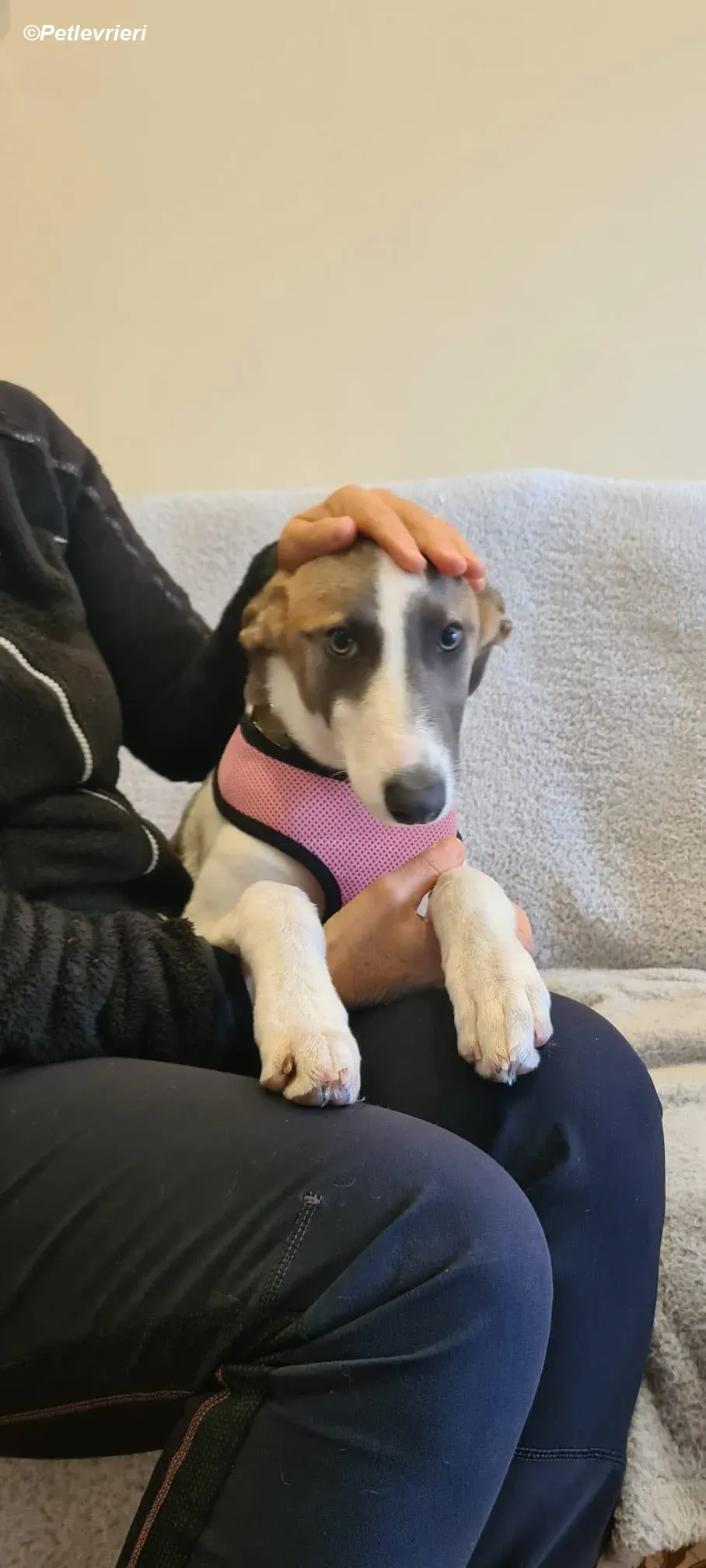 Emily adozione levrieri greyhound 5