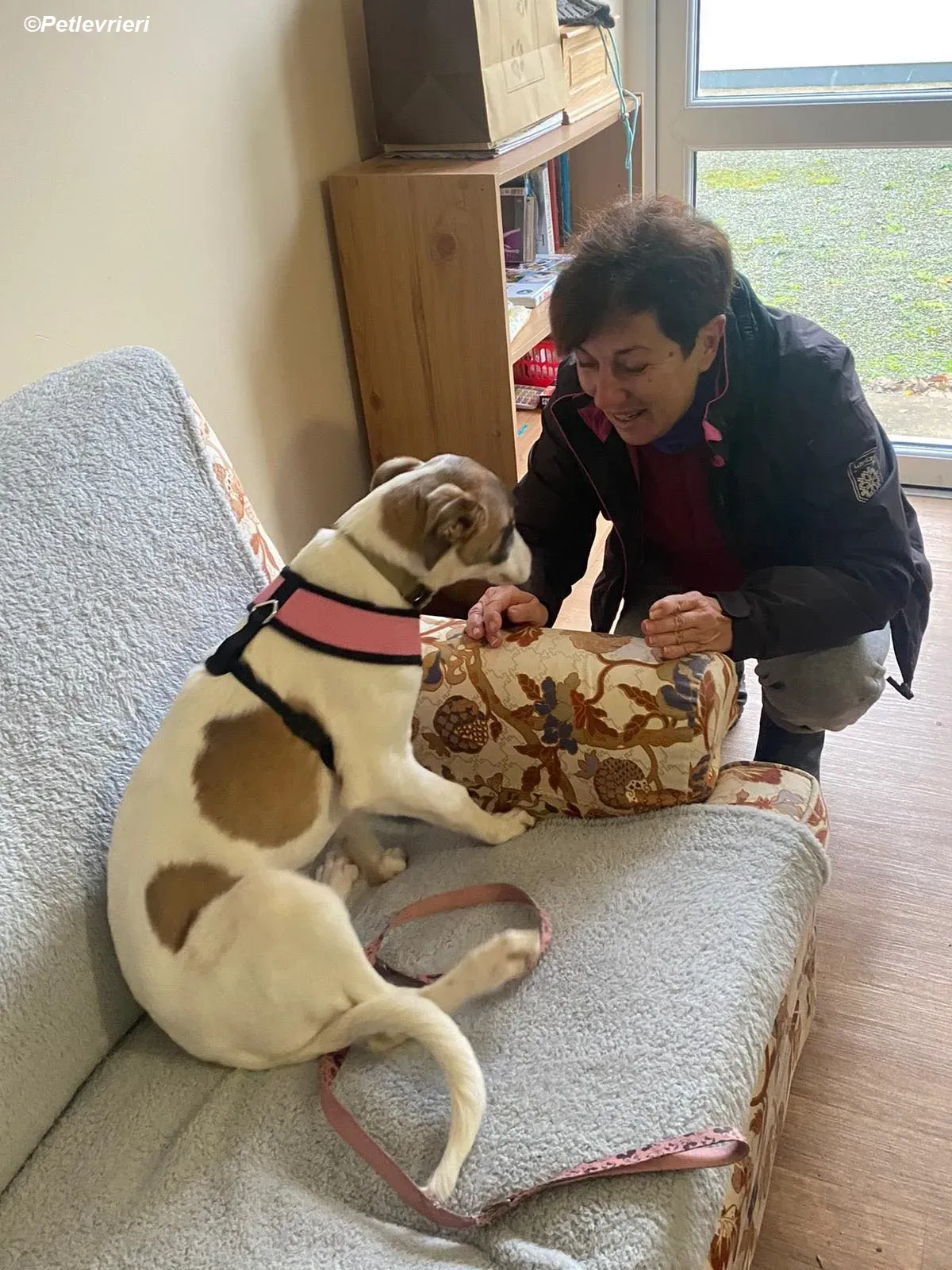 Emily adozione levrieri greyhound 6