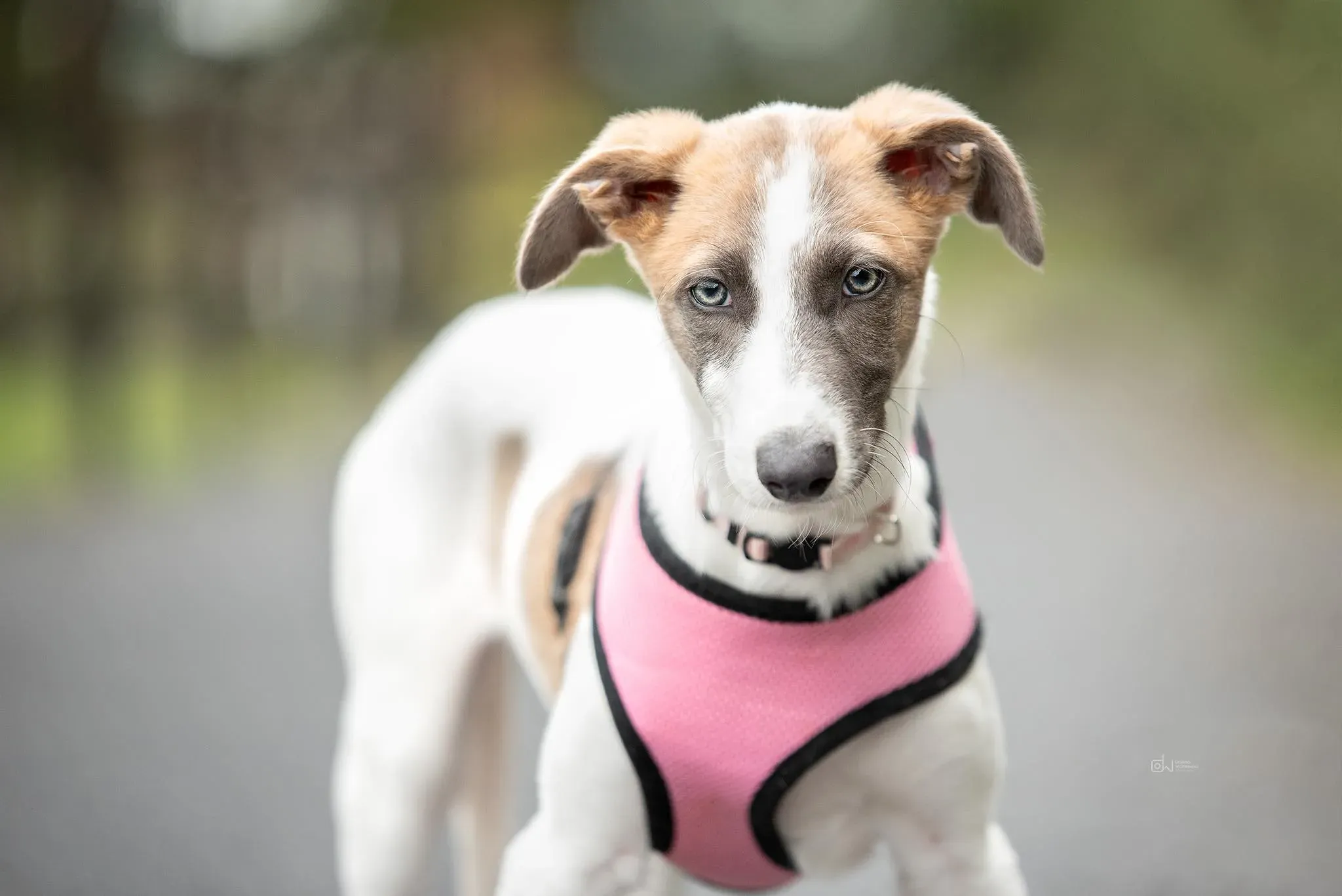 Emily adozione levrieri greyhound 7