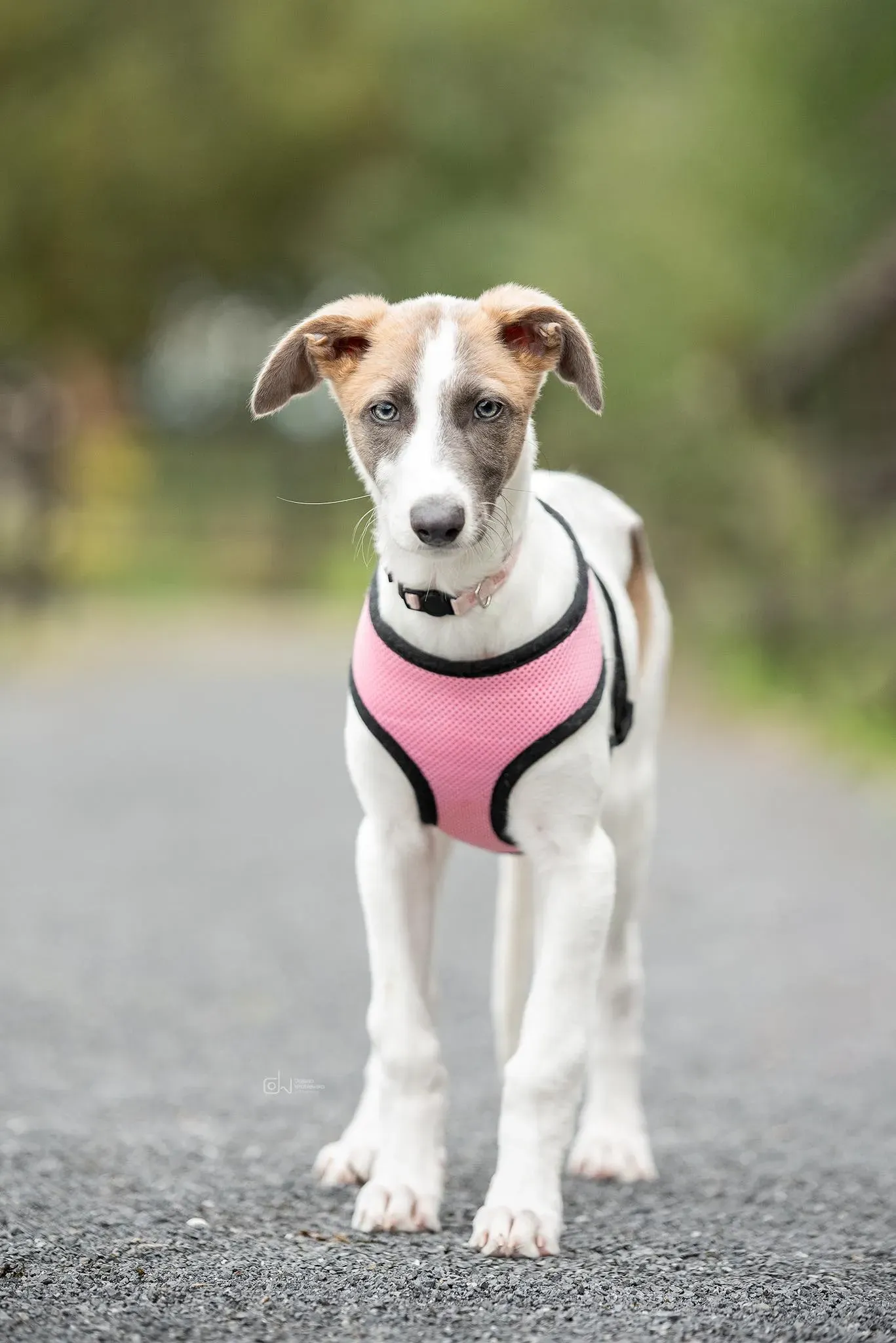 Emily adozione levrieri greyhound 8