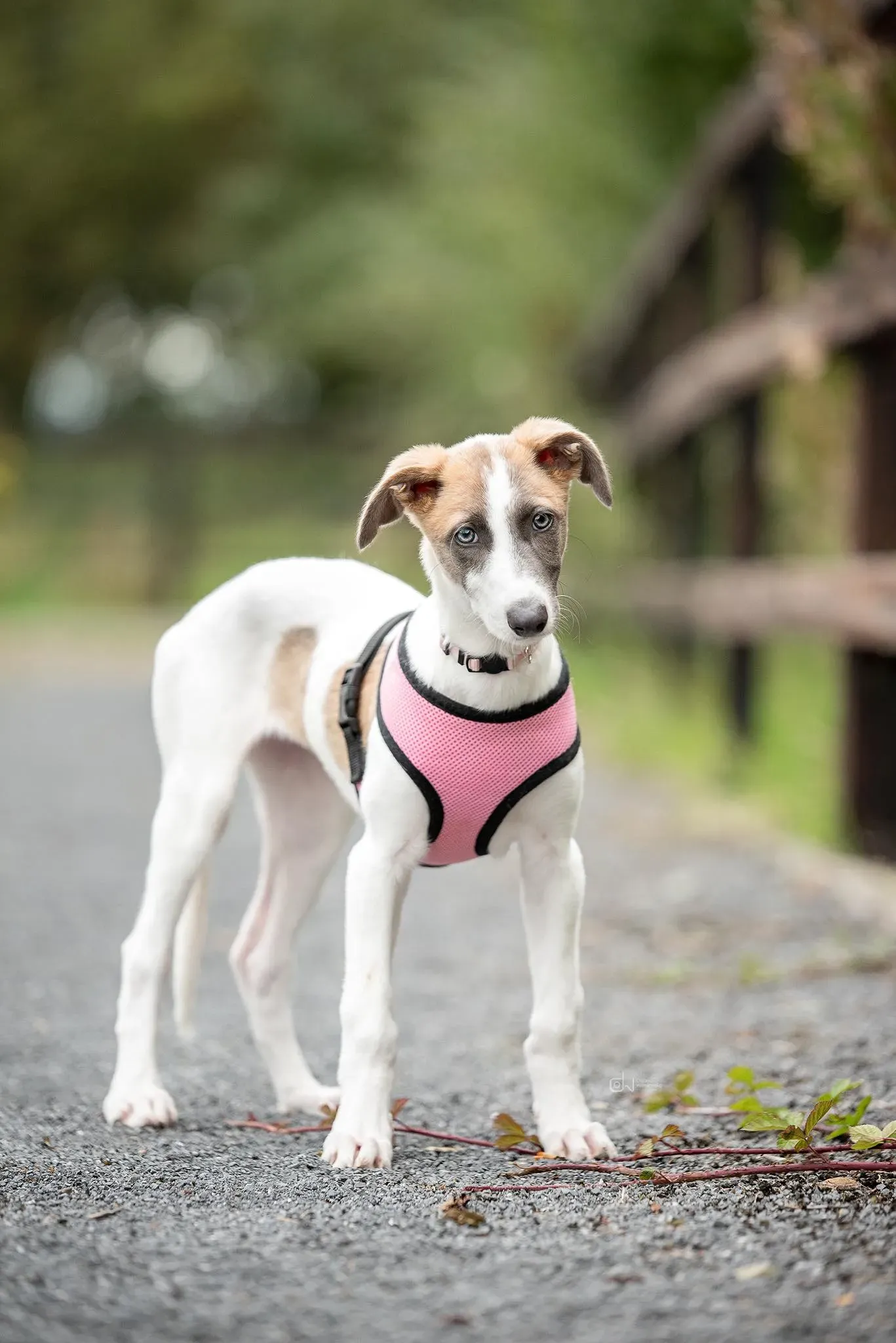 Emily adozione levrieri greyhound 9