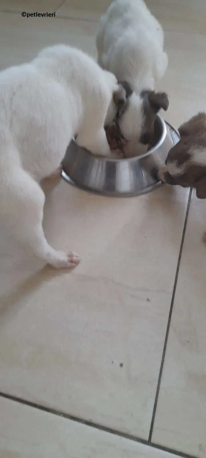 Emily adozione levriero lurcher 1