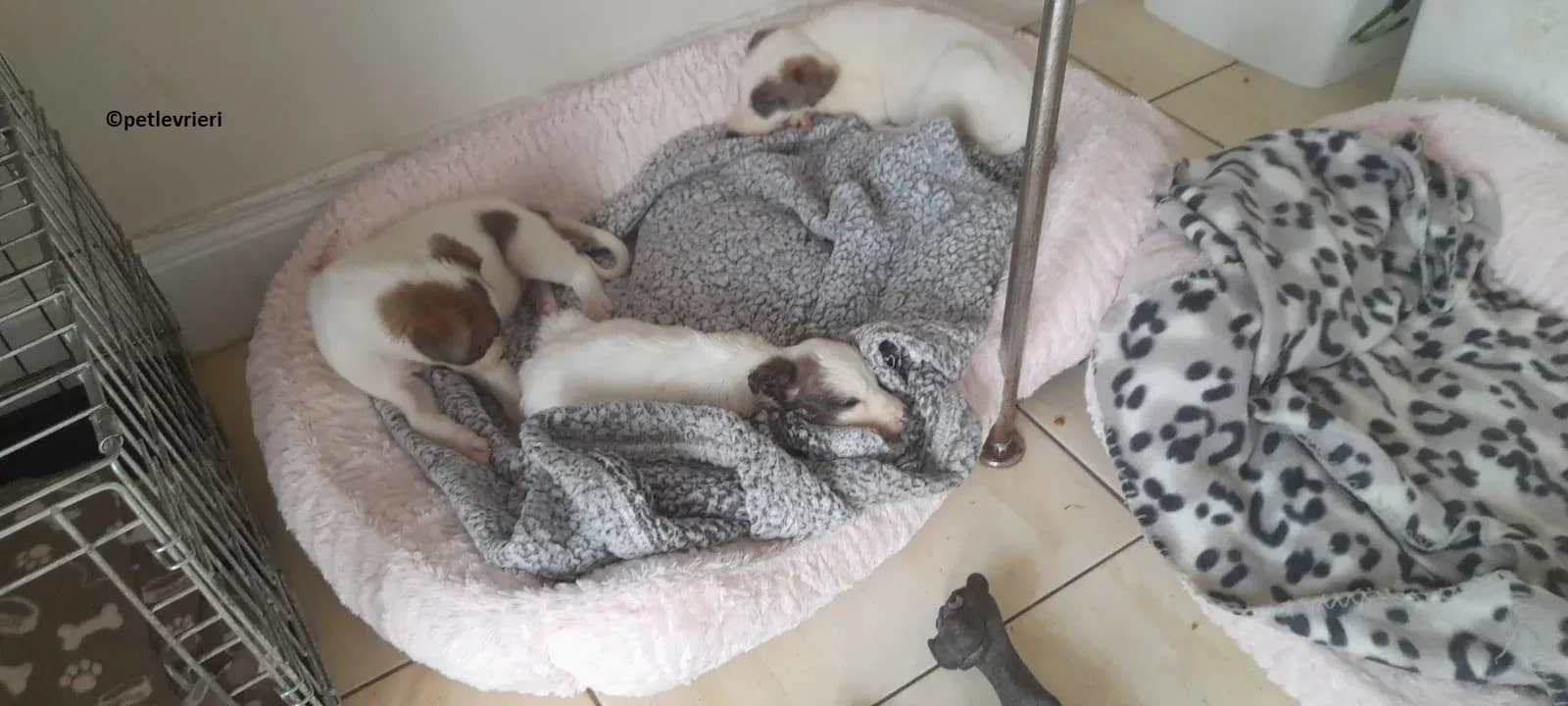 Emily adozione levriero lurcher 10