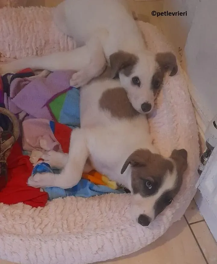 Emily adozione levriero lurcher 11 e1663936511923