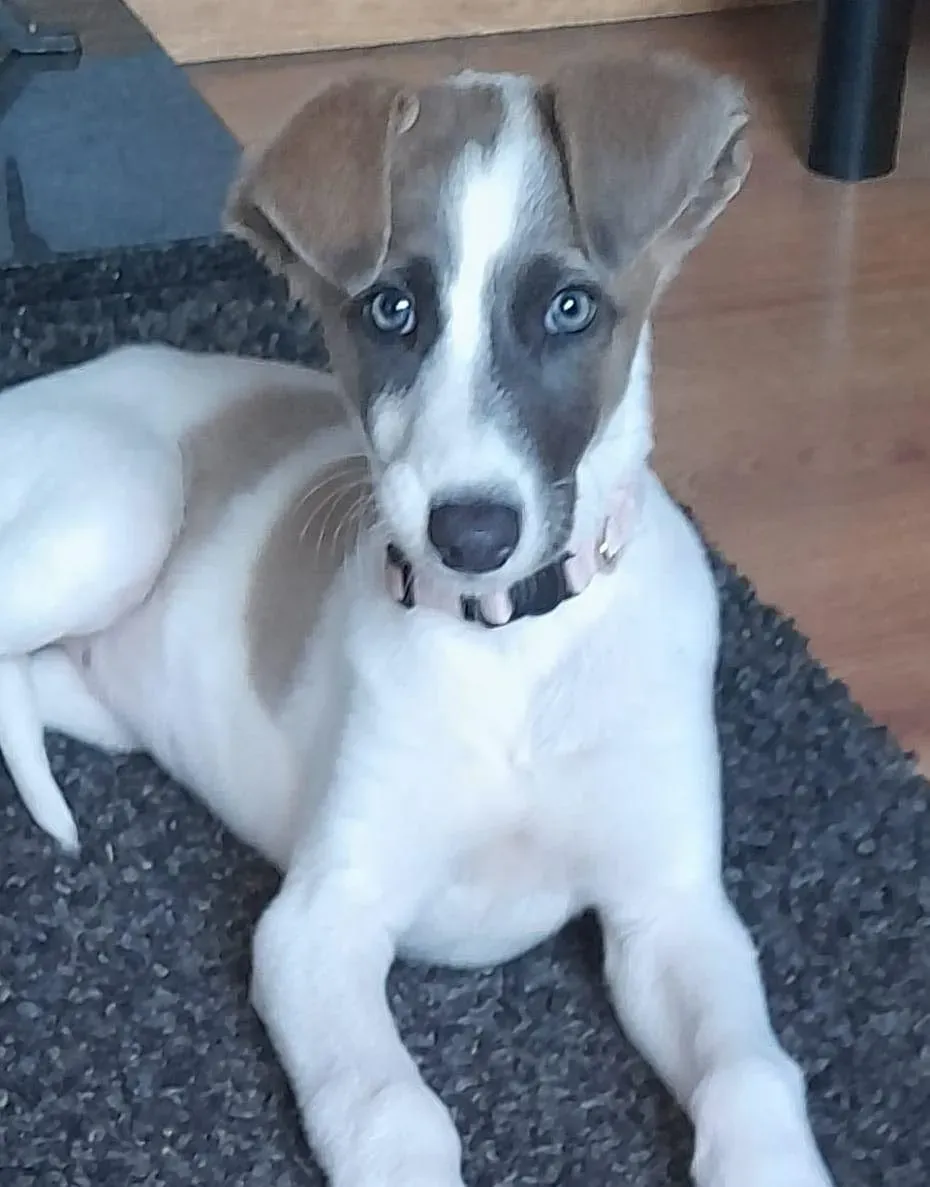 Emily adozione levriero lurcher 12 e1663936276314