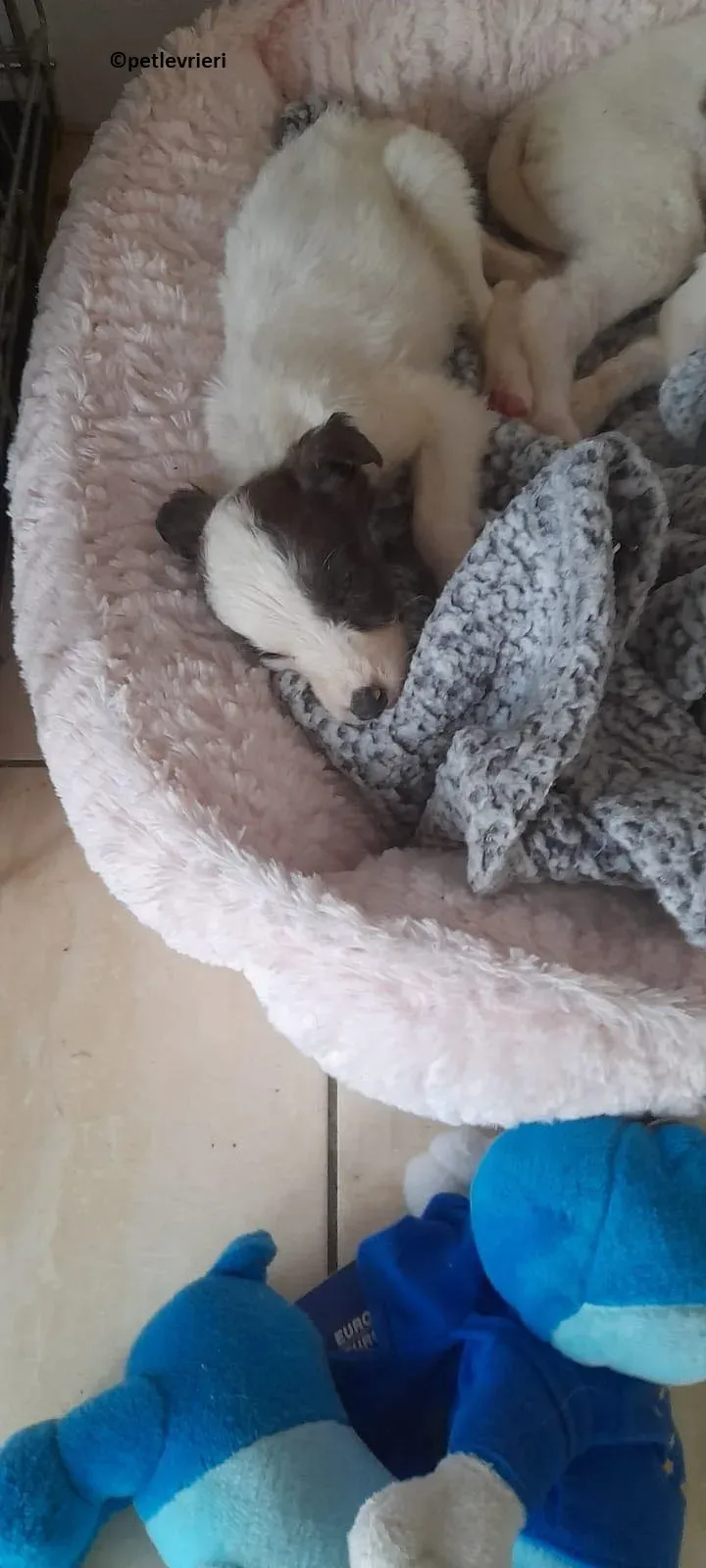 Emily adozione levriero lurcher 2