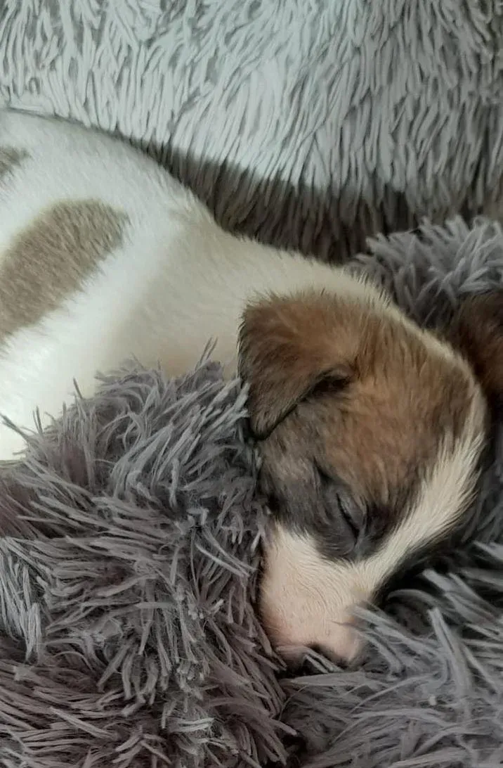 Emily adozione levriero lurcher 4 1 e1663341125130