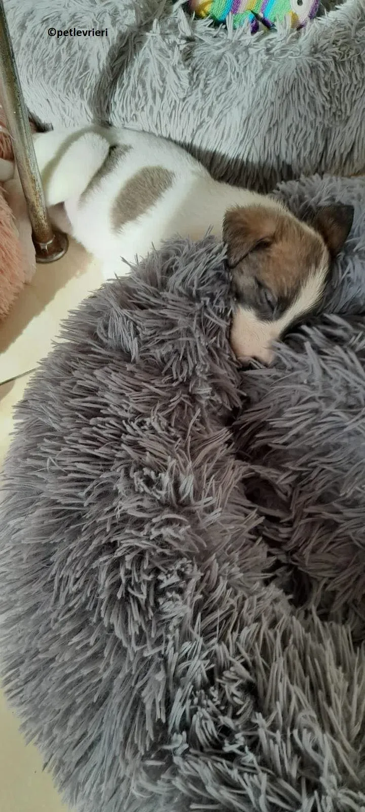 Emily adozione levriero lurcher 5