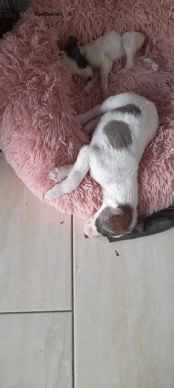 Emily adozione levriero lurcher 6