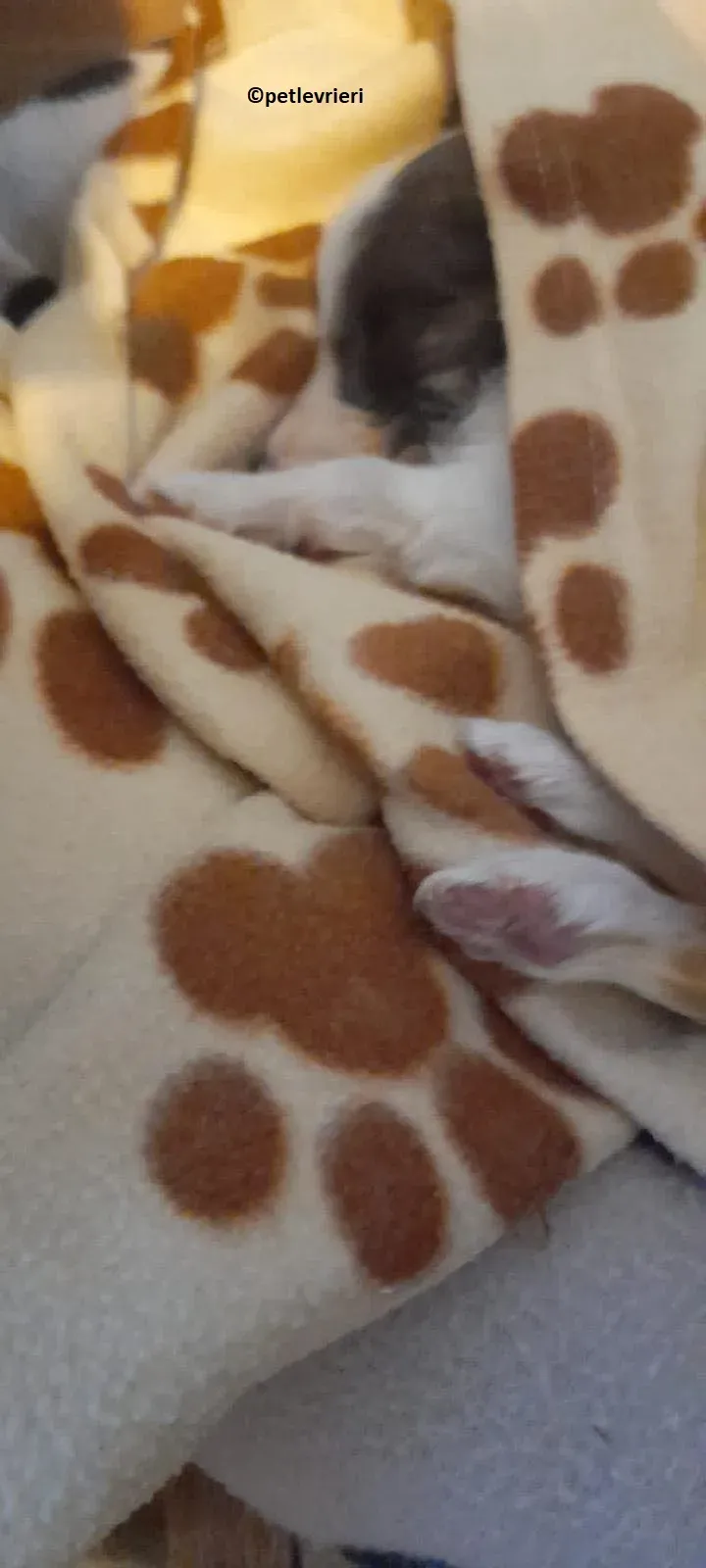 Emily adozione levriero lurcher 8