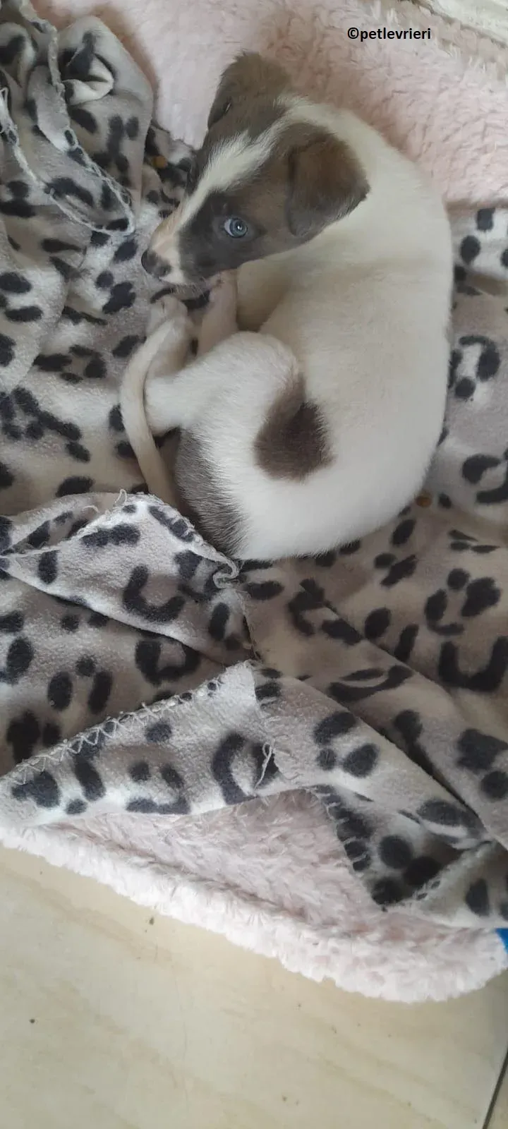 Emily adozione levriero lurcher 9