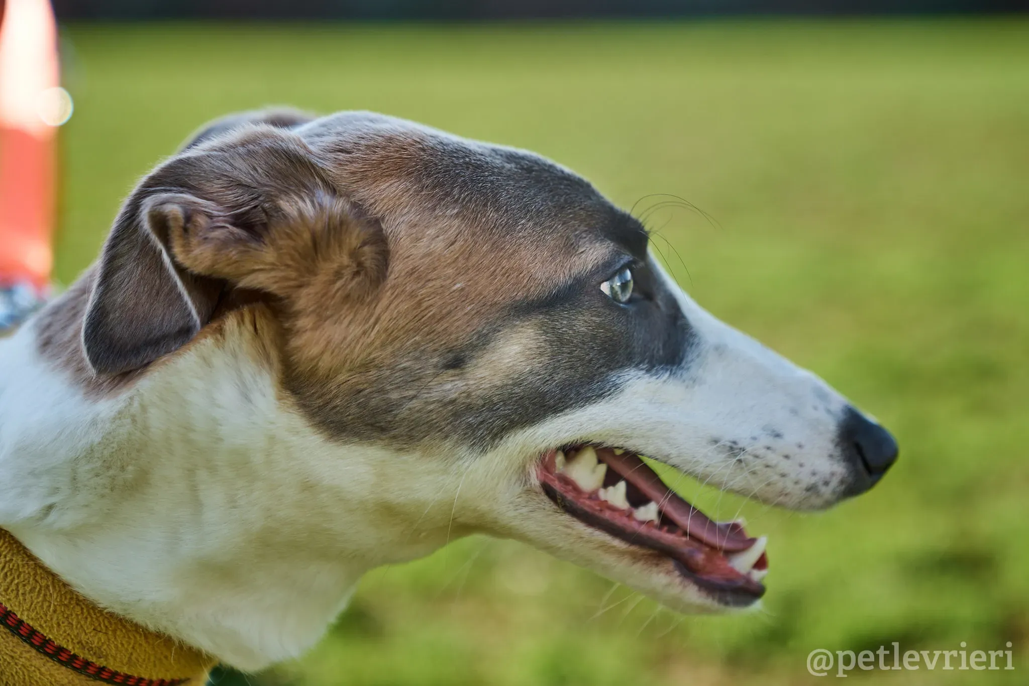 Emily lurcher petlevrieri1