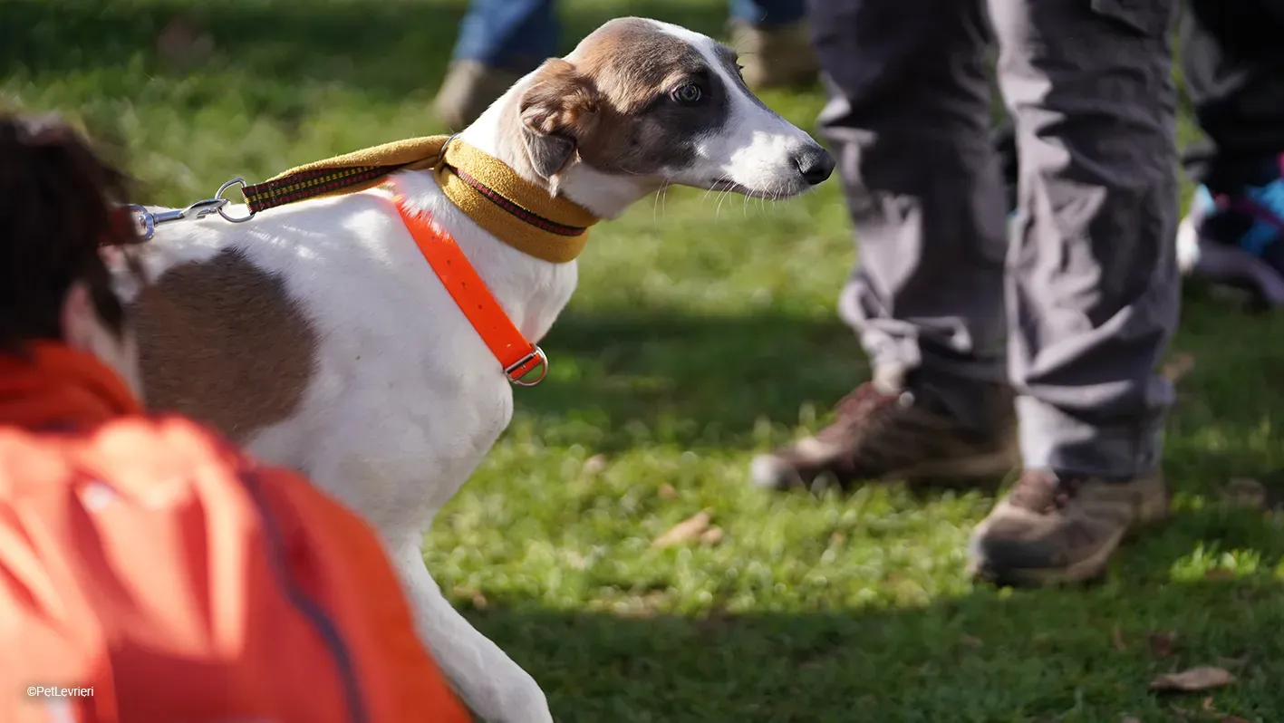 Emily lurcher petlevrieri10