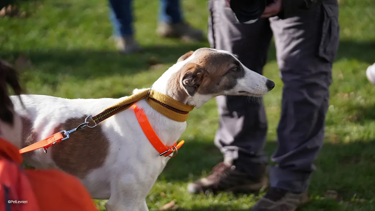 Emily lurcher petlevrieri11