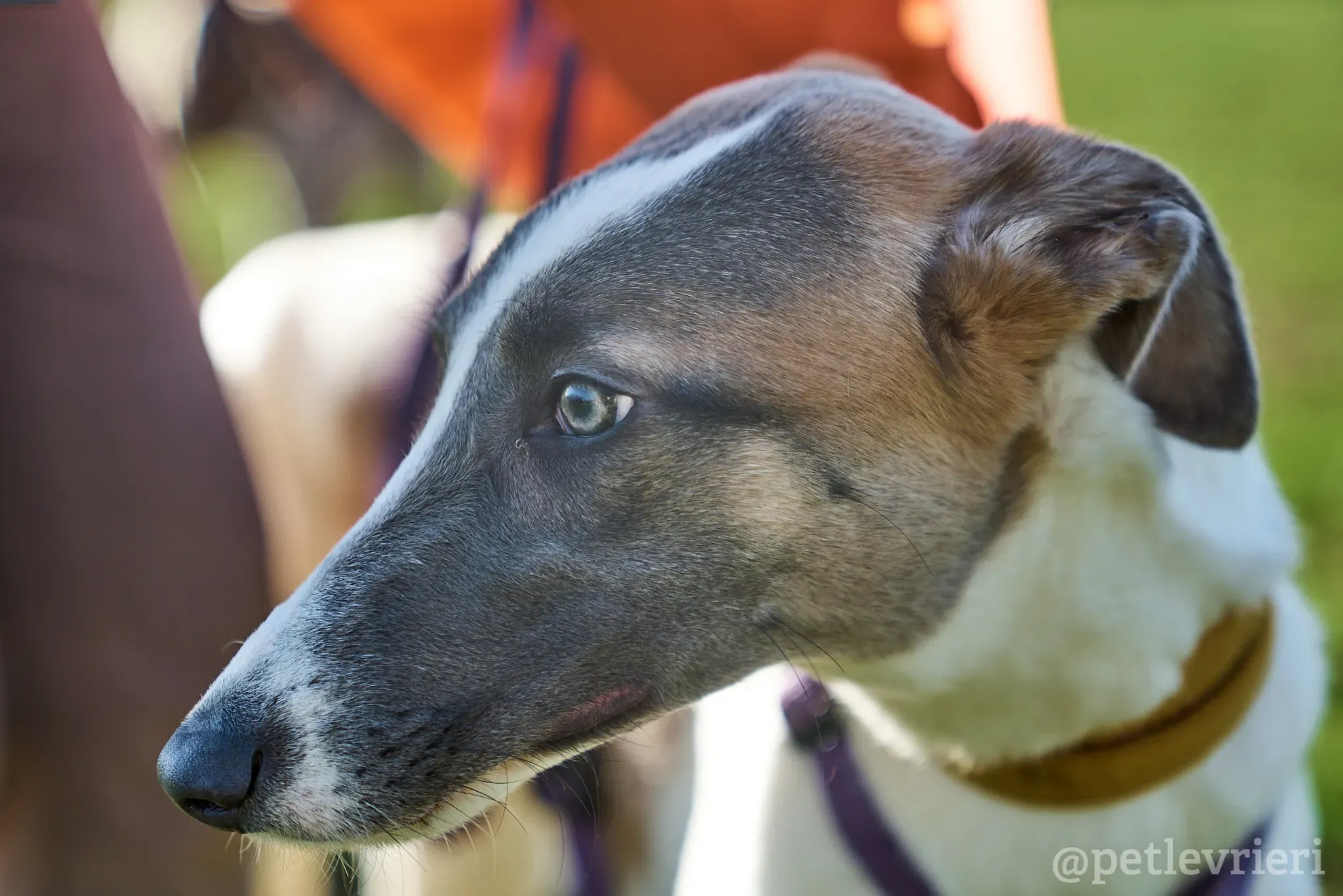 Emily lurcher petlevrieri2