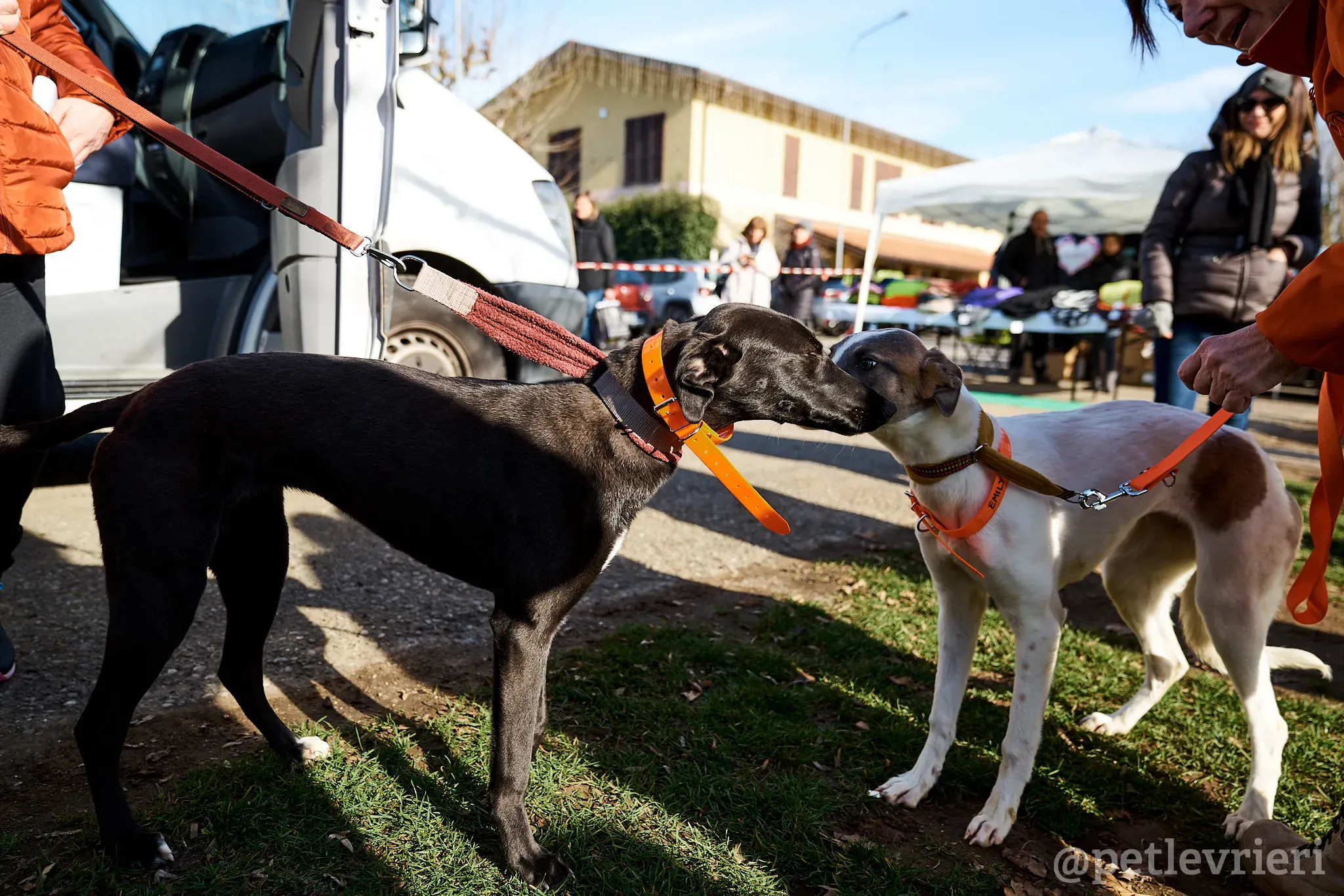 Emily lurcher petlevrieri3