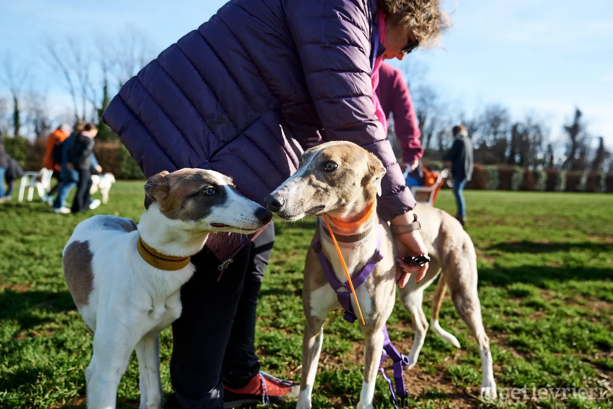 Emily lurcher petlevrieri4