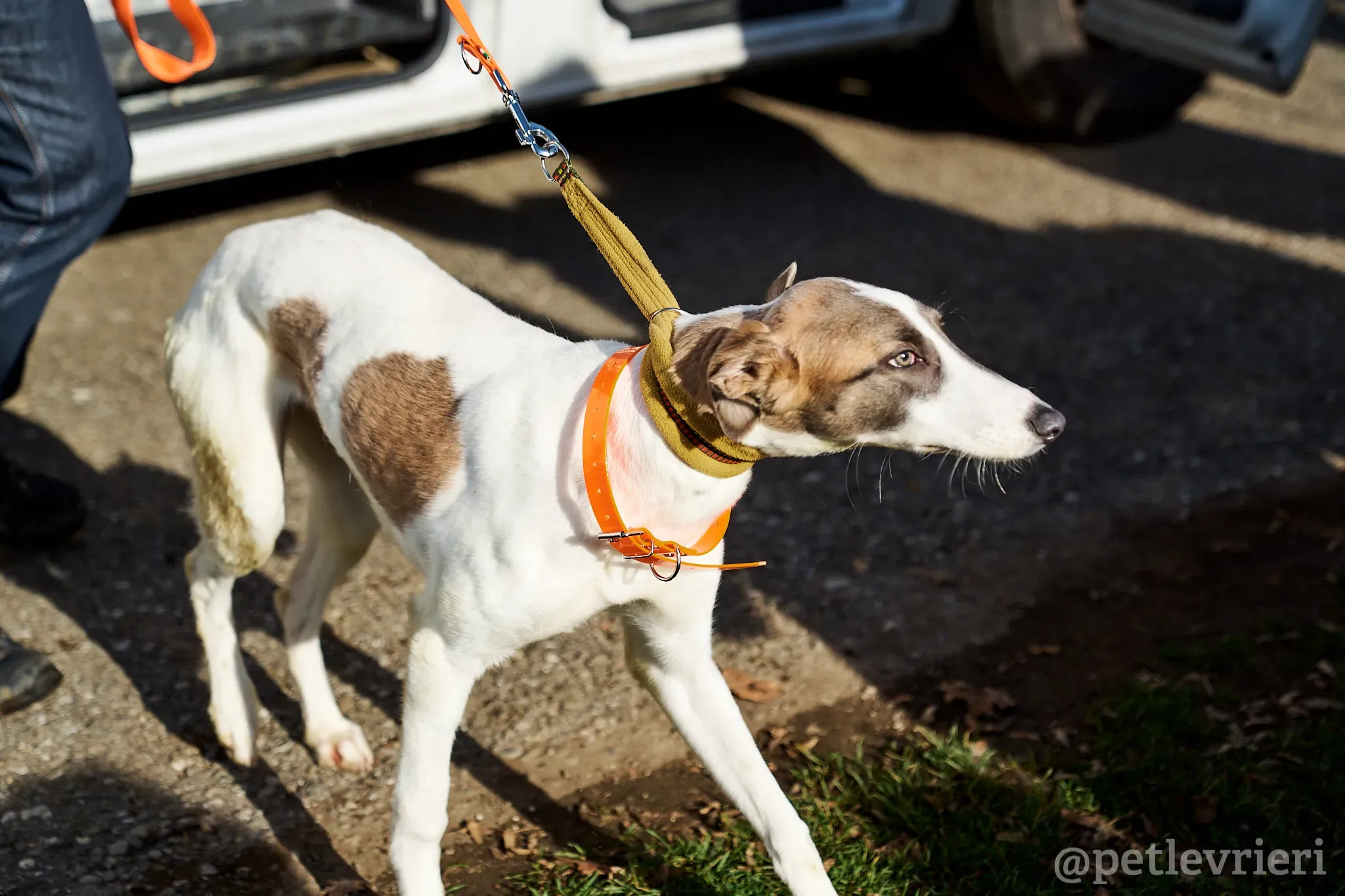 Emily lurcher petlevrieri5