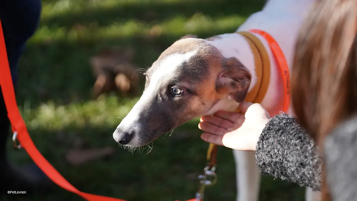 Emily lurcher petlevrieri6