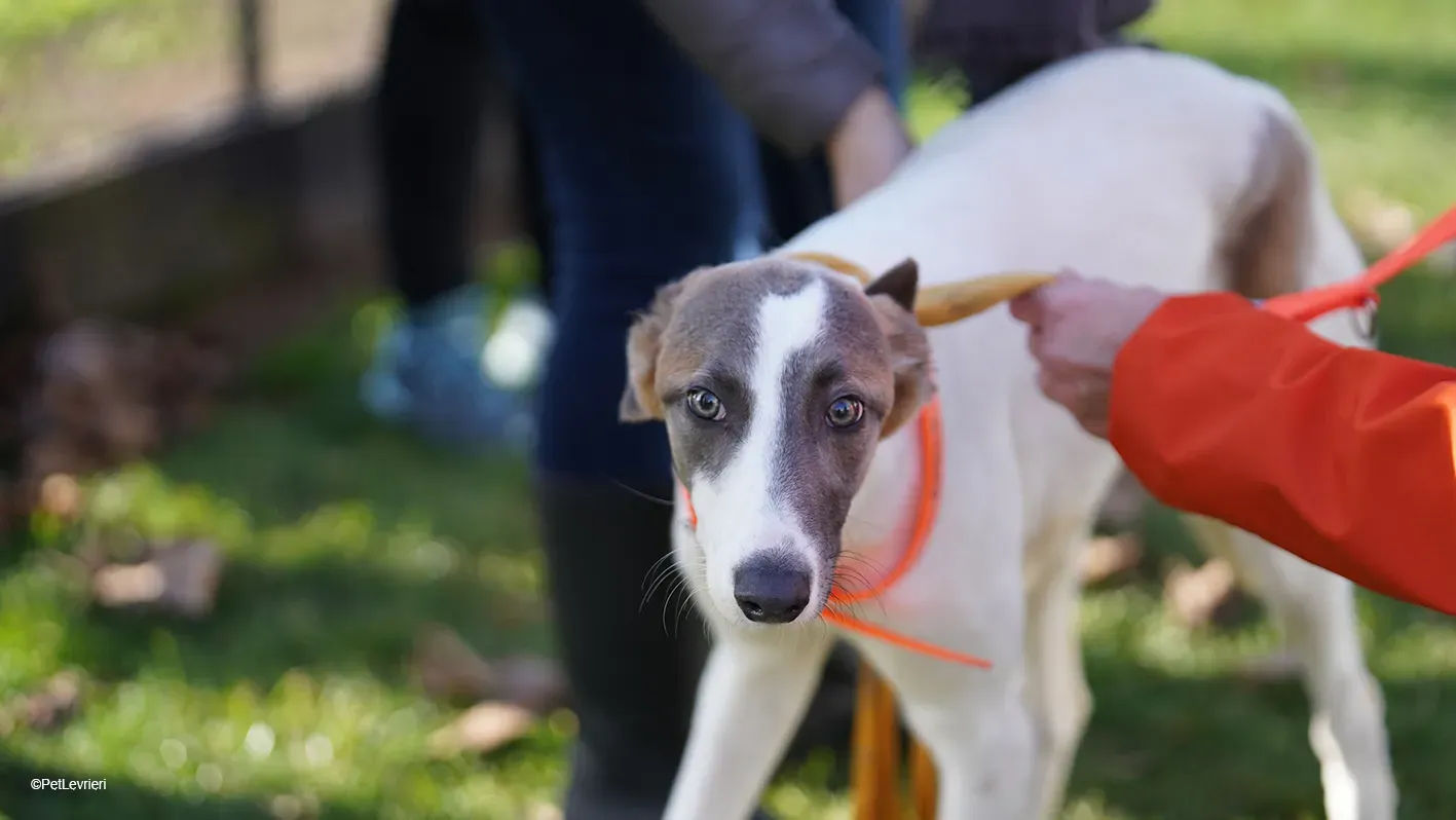 Emily lurcher petlevrieri7