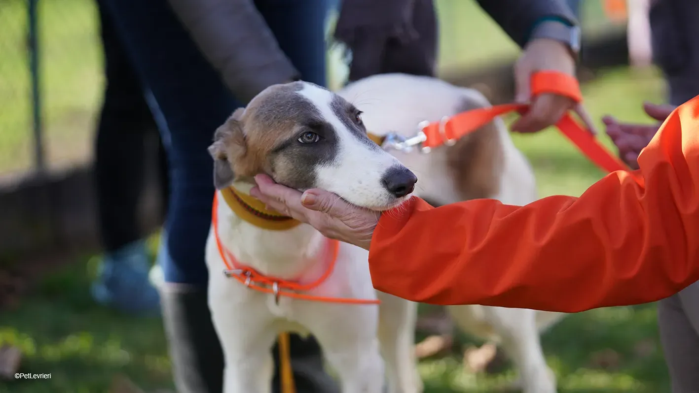 Emily lurcher petlevrieri8