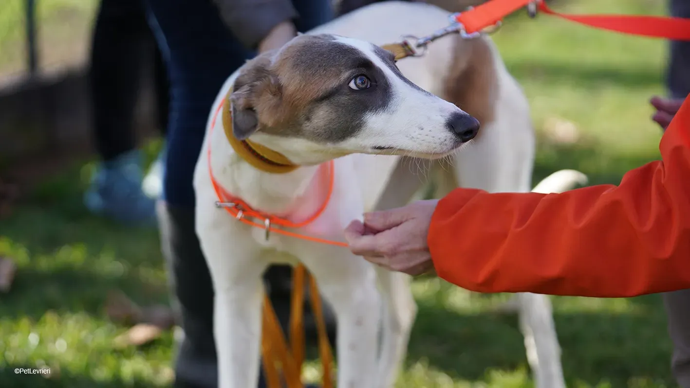 Emily lurcher petlevrieri9