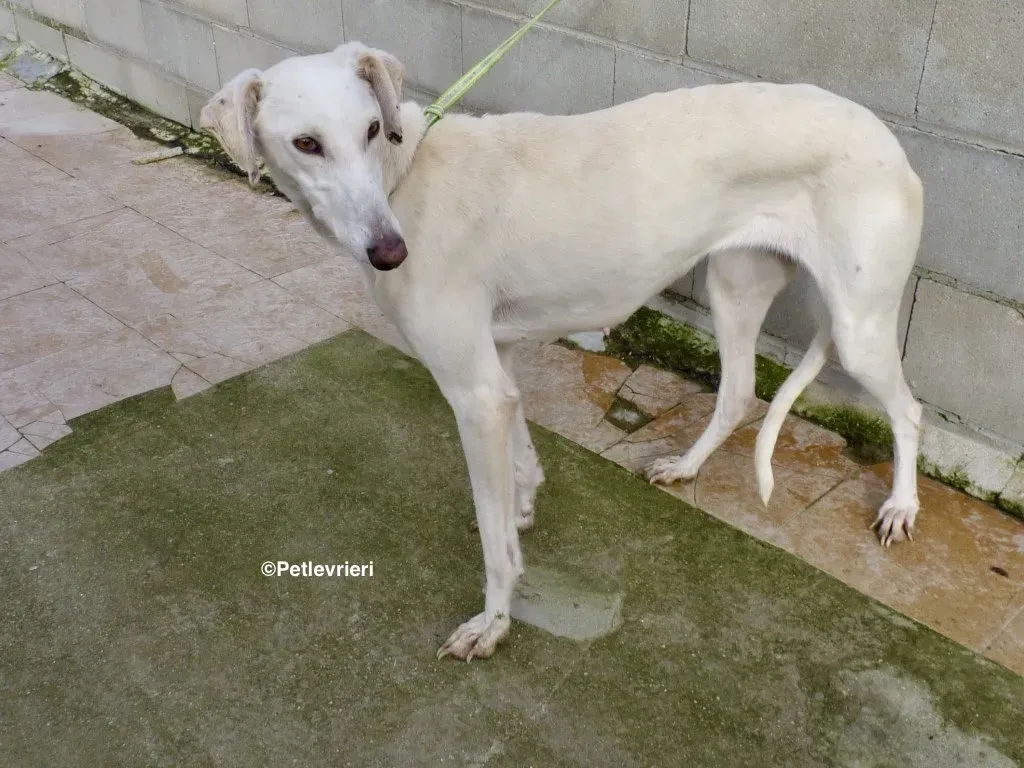 Emma adozione levrieri galgo 01