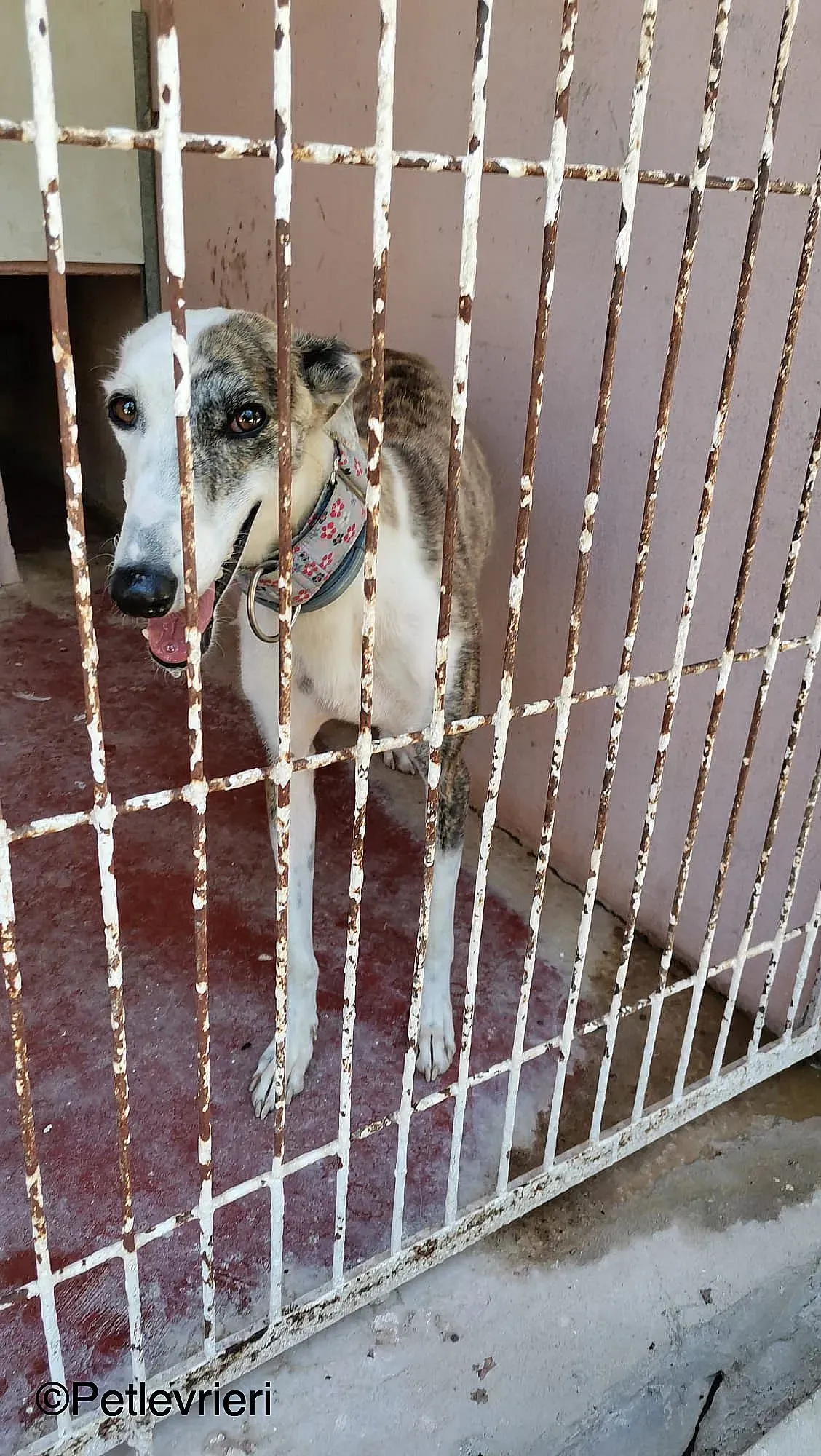 Emma adozione levrieri galgo 02 copia