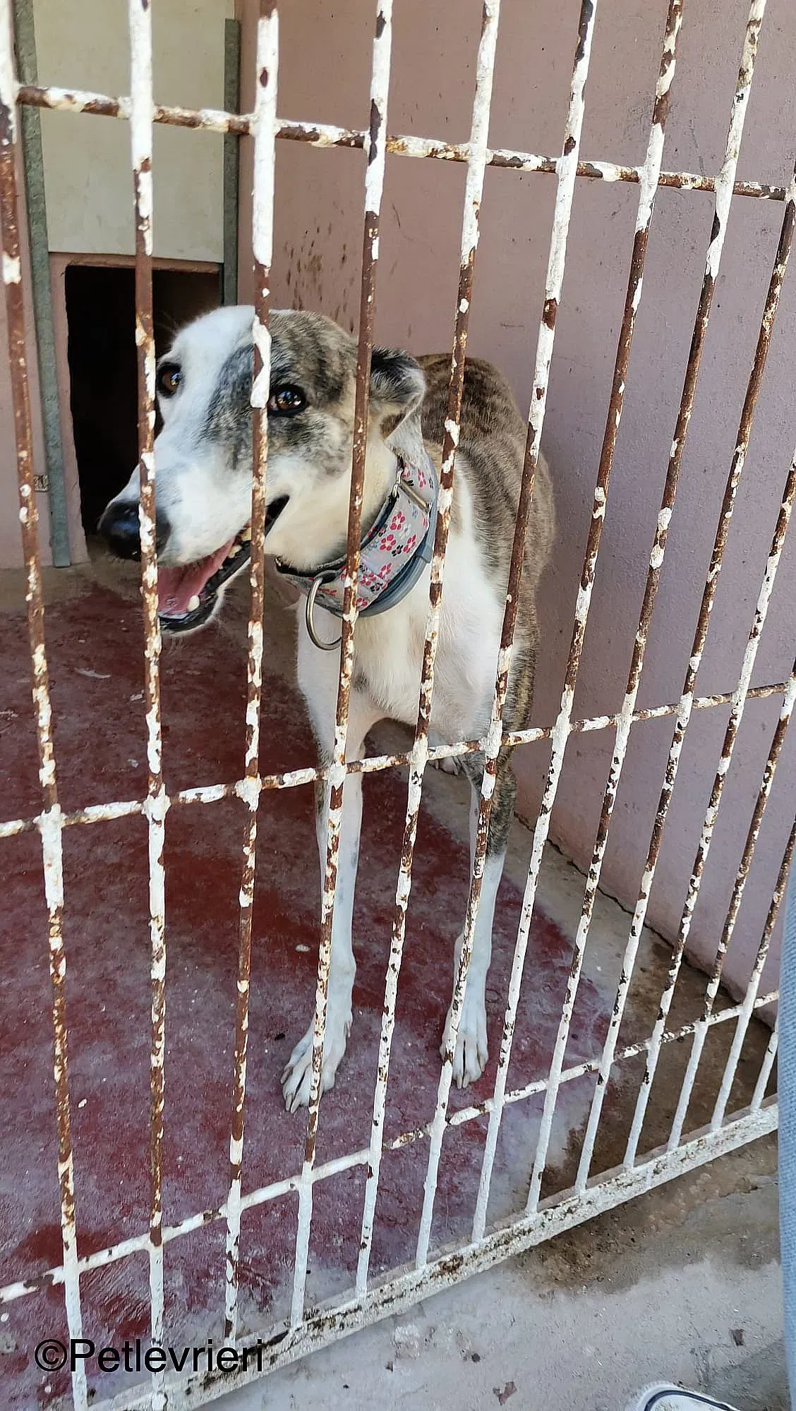 Emma adozione levrieri galgo 03